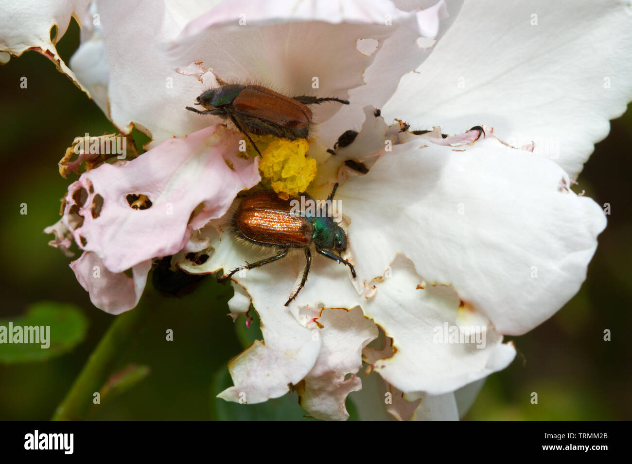 Garten Käfer, auch als Garten Laub Käfer bekannte, schädliche Weiße Rosenblätter Stockfoto