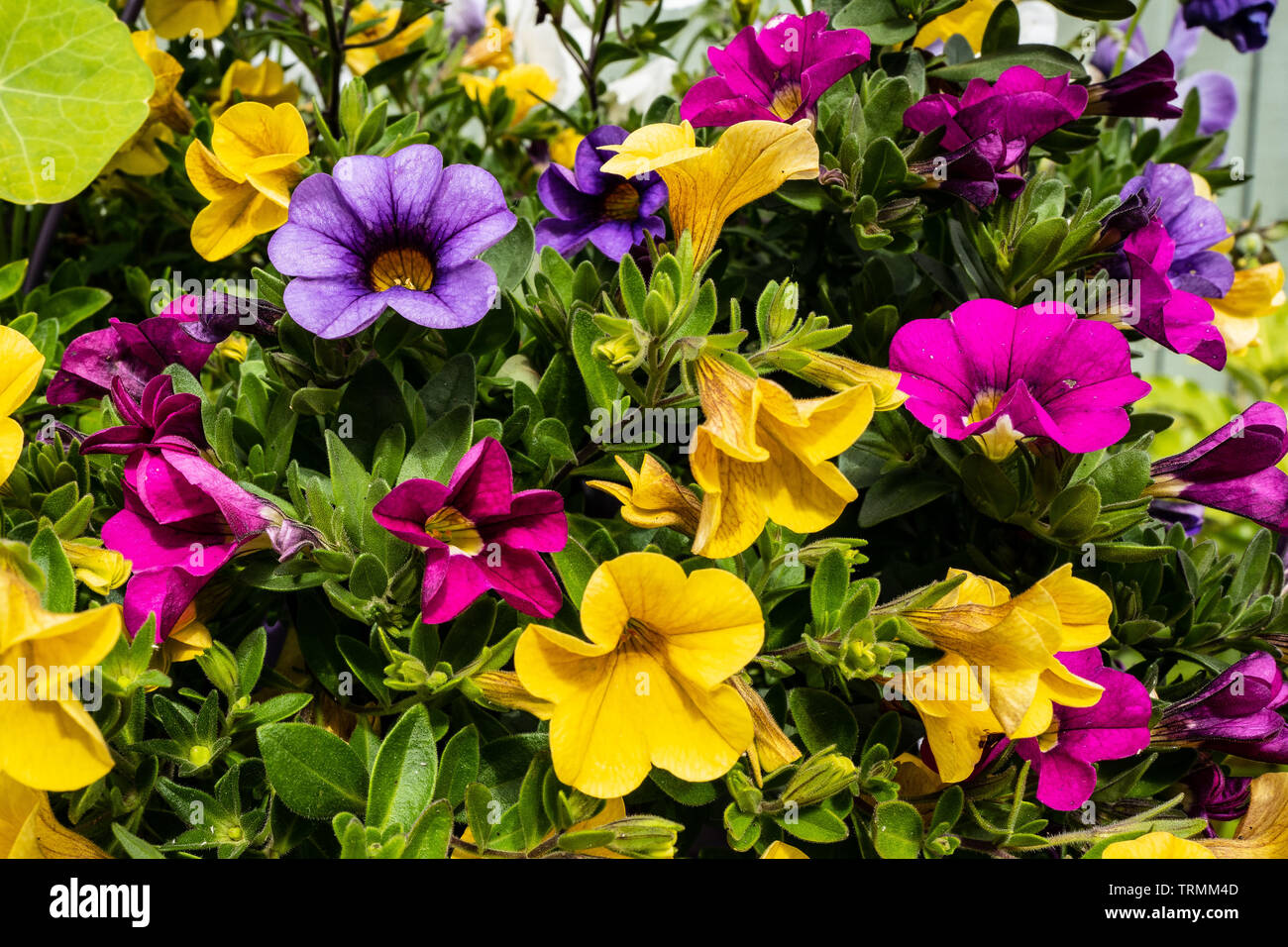 Atemberaubende Blumenschau Millionen Glocken Bunte Stockfoto