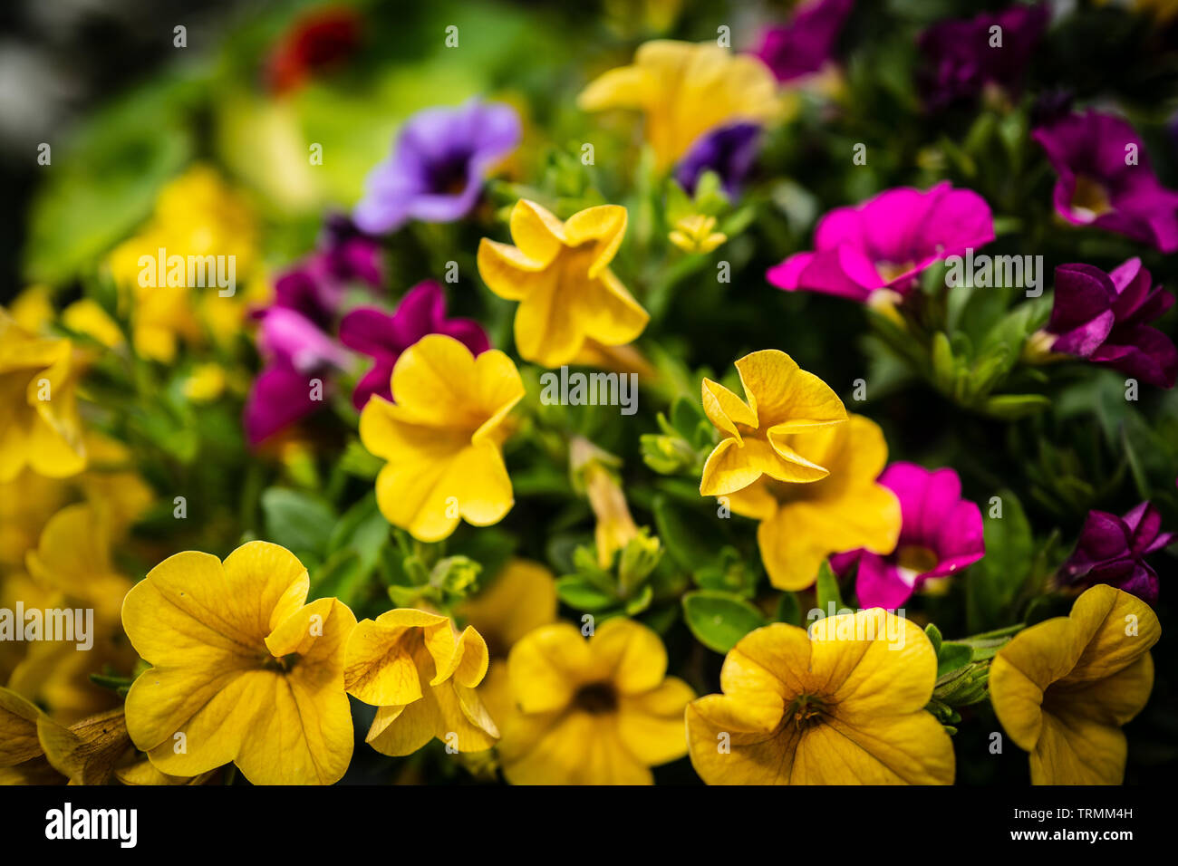 Blickfang Blumen, warmen Farben des Sommers Stockfoto
