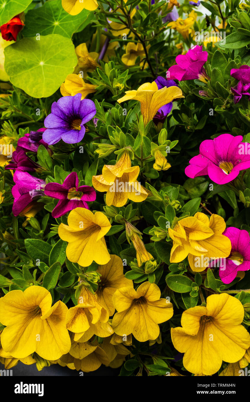 Lebendige, attraktive Sommer Blumen Stockfoto
