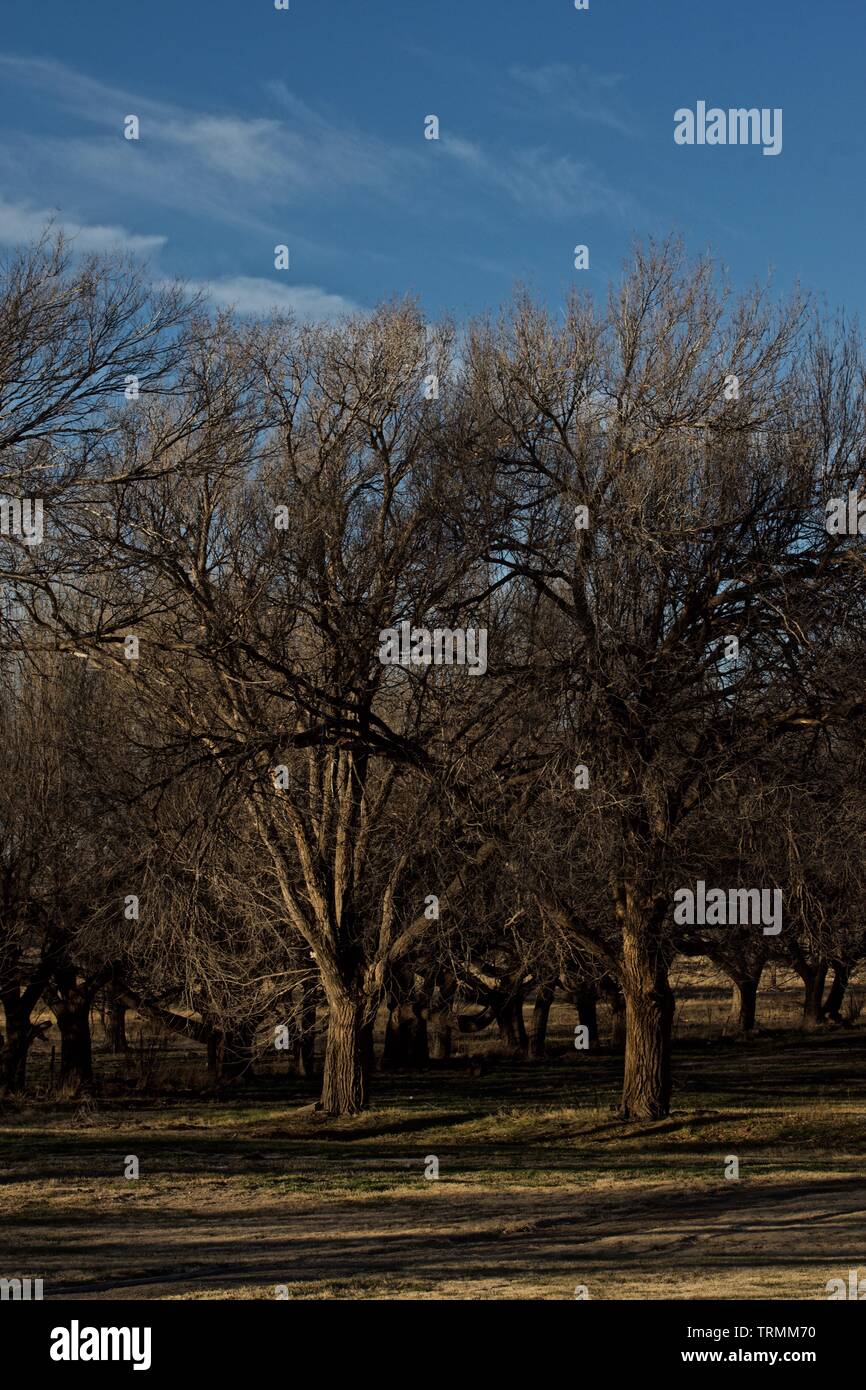 Große Ulmen, Stadt der Canyon Aqua Park, Canyon, Texas. Stockfoto