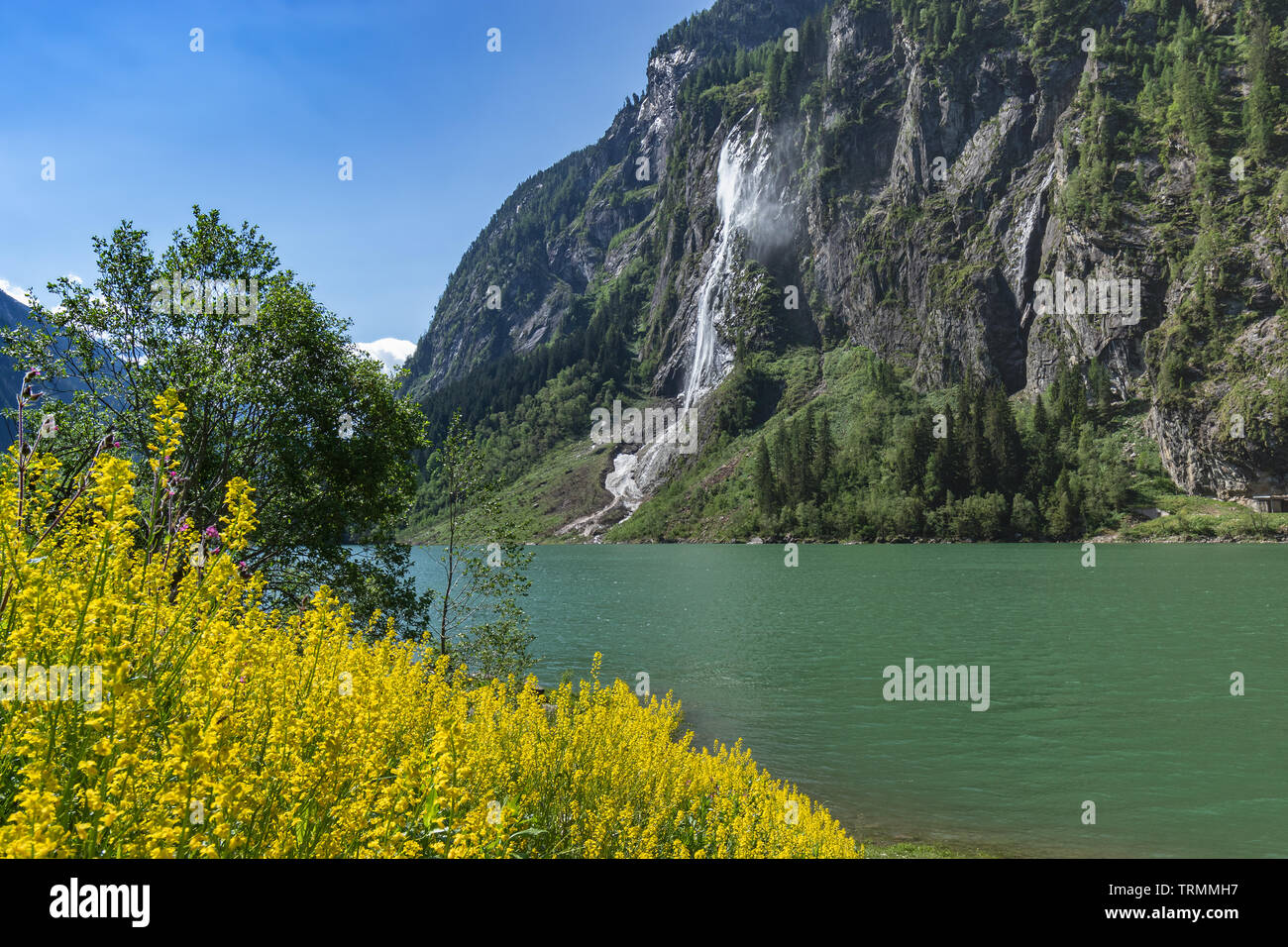Idyllischer Berglandschaft der Alpen mit blühenden Blumen, Berge See und Wasserfall. Stillup Stillup, See, Österreich, Tirol Stockfoto