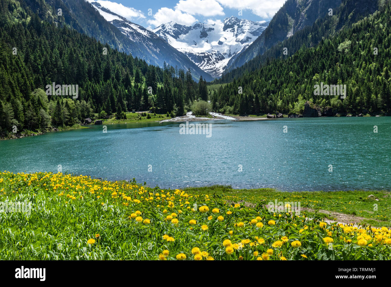 Amazing alpine Landschaft mit grünen Bergsee, gelbe Blumen und schneebedeckten Gipfel im Hintergrund. Österreich, Tirol, See, Stillup Stillup Behälter Stockfoto