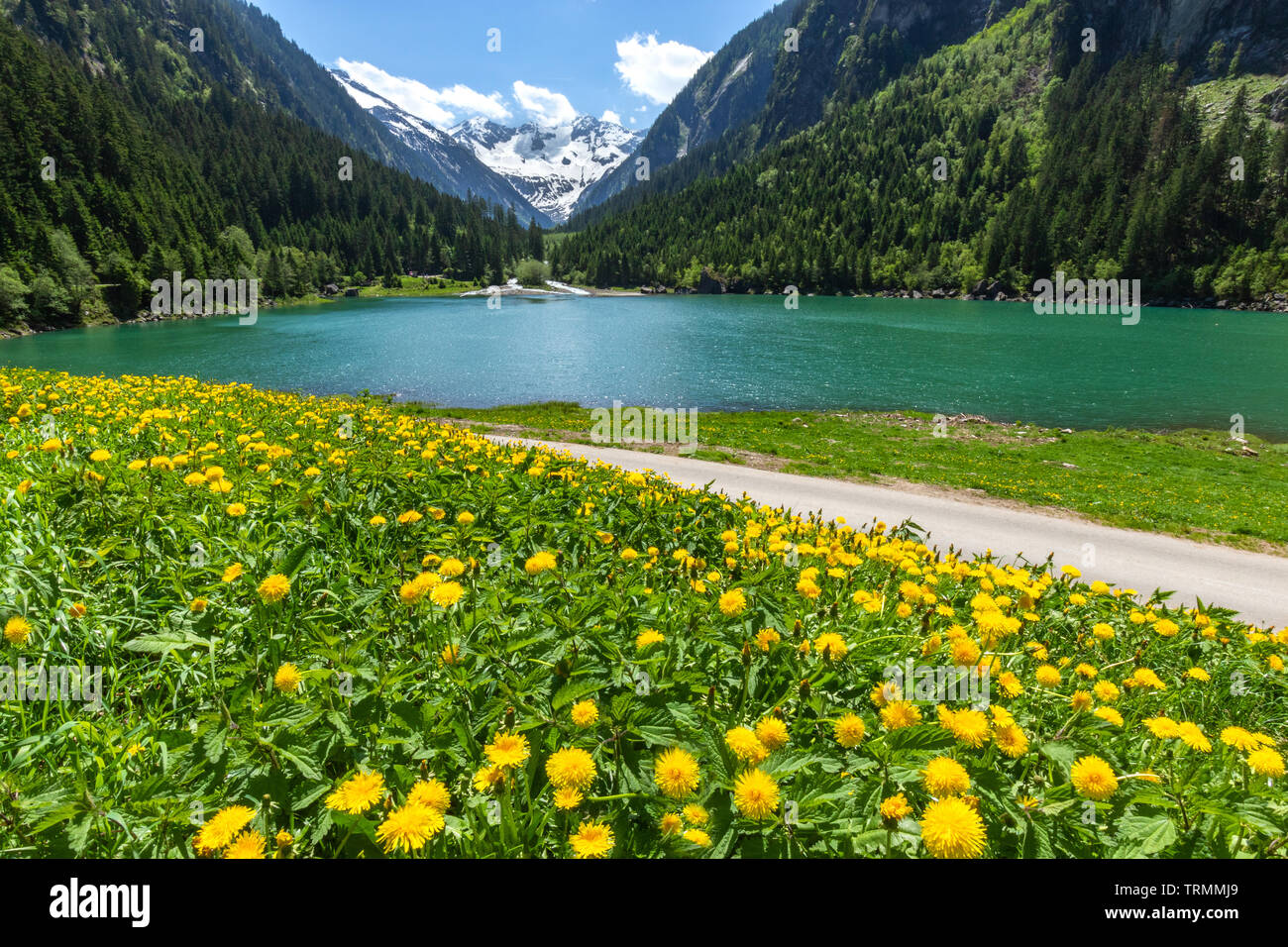 Österreichische alpine Landschaft mit blühenden Wiesen im Frühling. Österreich, Tirol, See, Stillup Zillertal Stockfoto
