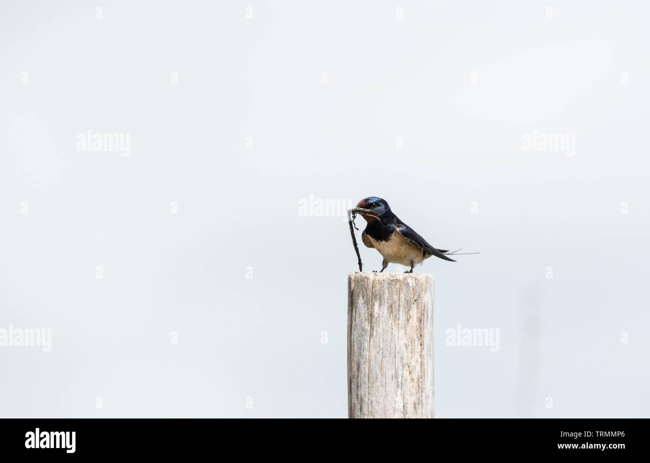 Rauchschwalbe (Hirundo rustica) mit Nistmaterial im Schnabel Stockfoto