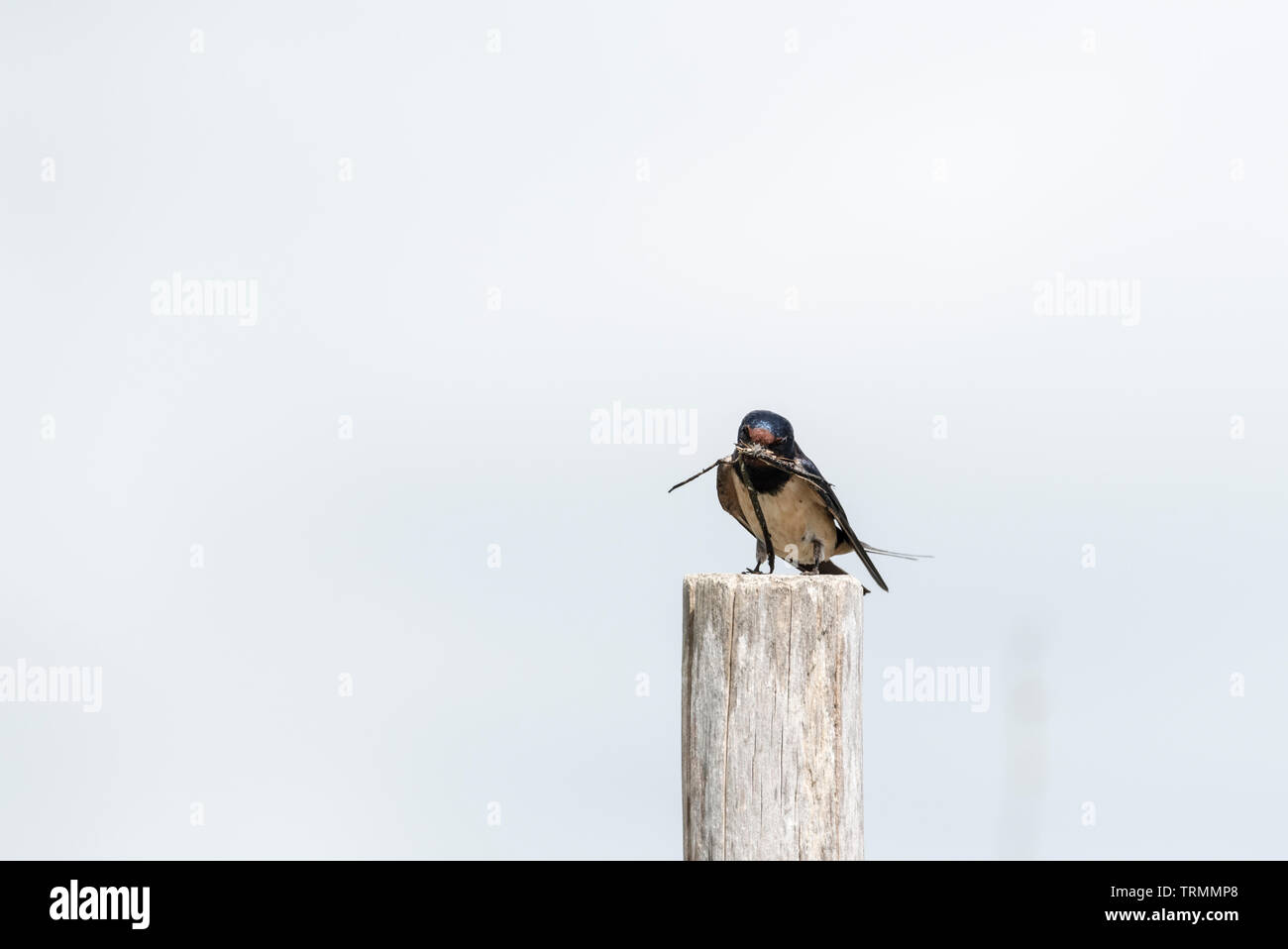 Rauchschwalbe (Hirundo rustica) mit Nistmaterial im Schnabel Stockfoto