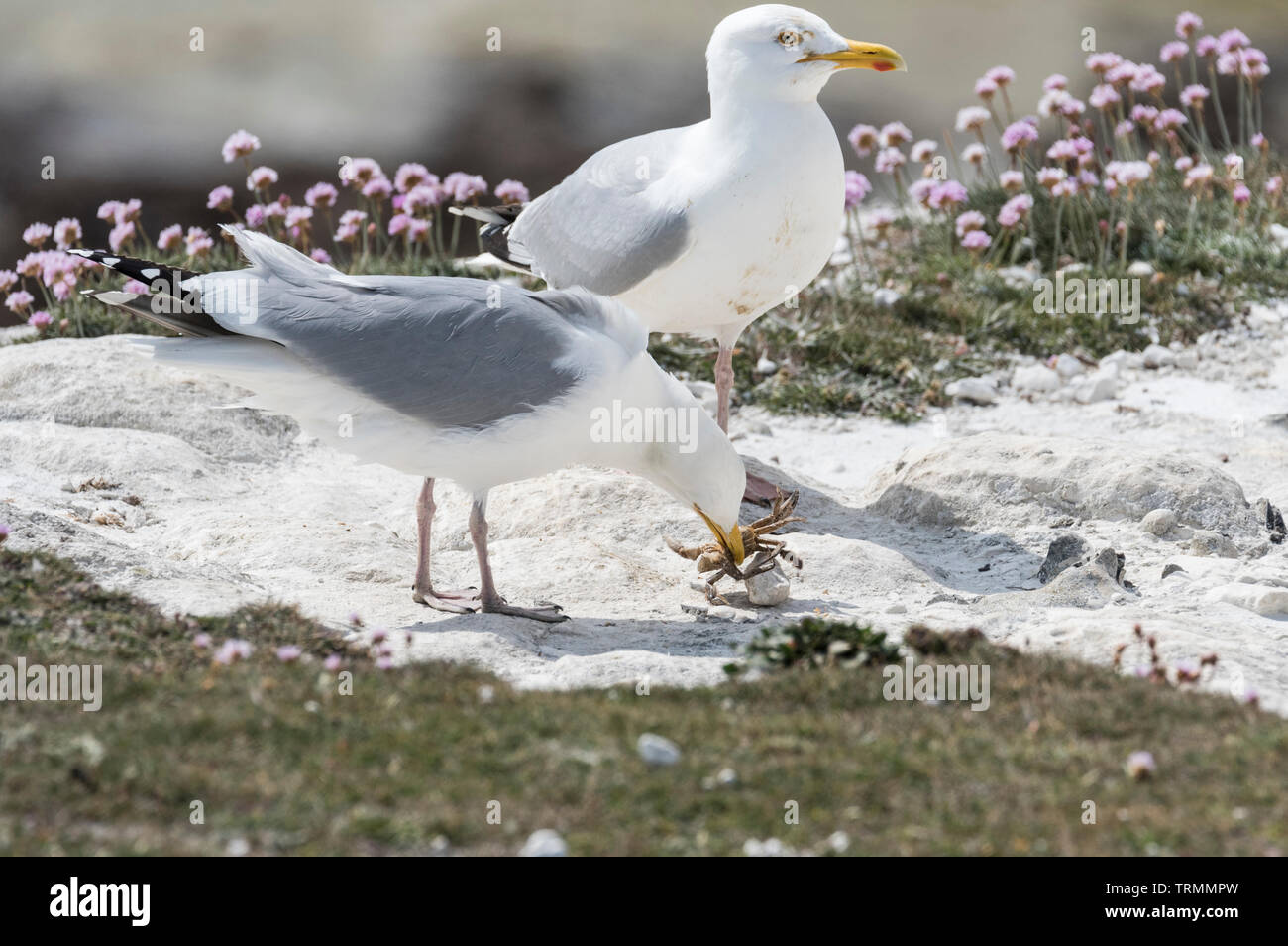 Silbermöwe (Larus argentatus) der Versuch, eine Krabbe zu essen Stockfoto
