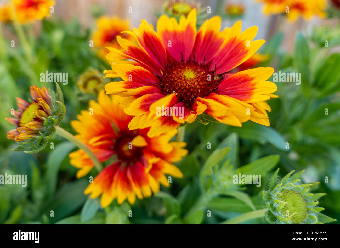 Gaillardia 'Kobold' Blüte mit rote, orange, gelbe Blumen in einem Garten. Stockfoto