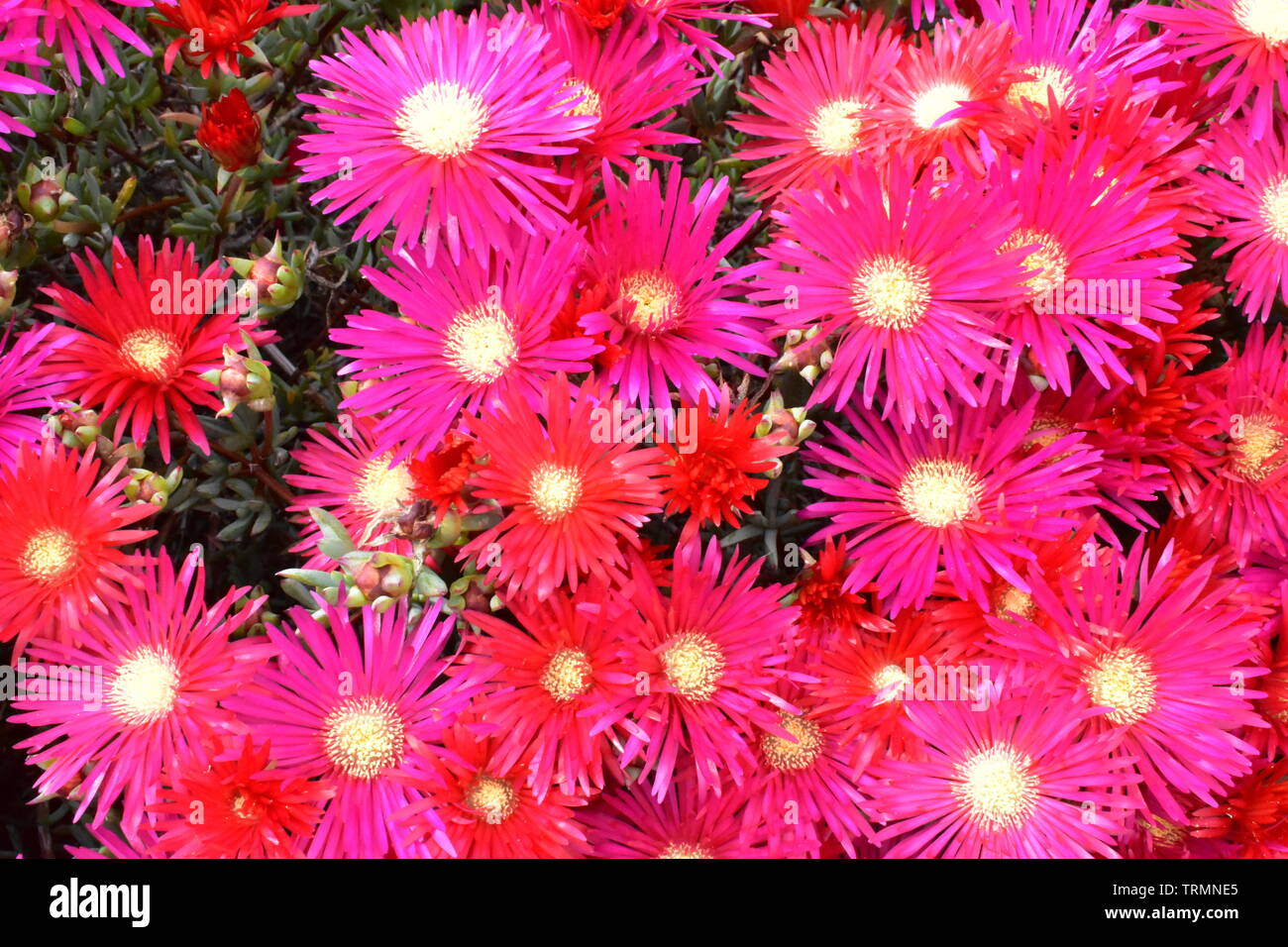 Rosa Aster Blumen, Hunderte von ihnen in Ventnor Esplanade, Isle of Wight, Großbritannien. Stockfoto