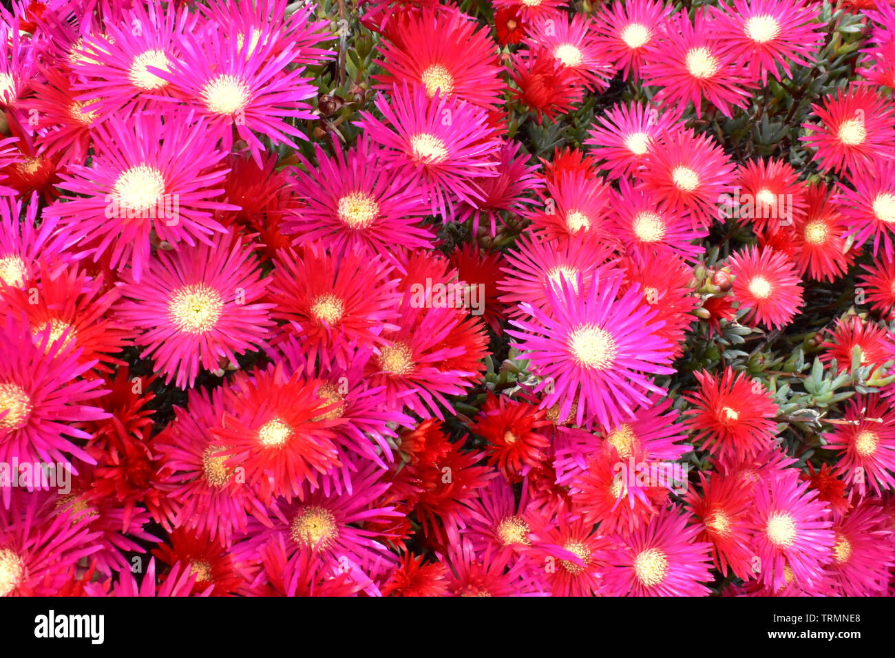 Rosa Aster Blumen, Hunderte von ihnen in Ventnor Esplanade, Isle of Wight, Großbritannien. Stockfoto