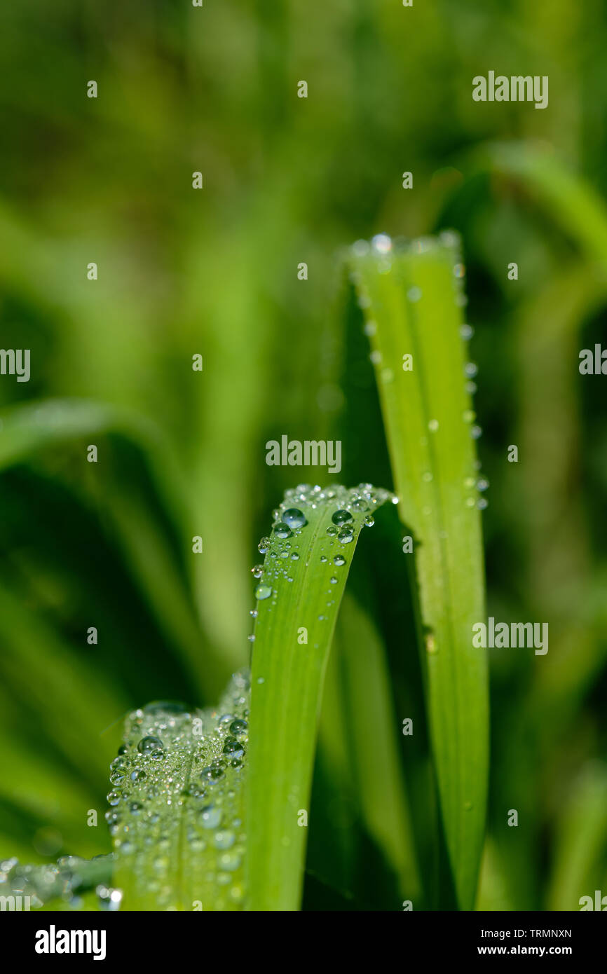 Alles In Grun Schonen Grunen Fruhling Gras In Der Morgensonne Mit Regentropfen Auf Den Blattern Stockfotografie Alamy