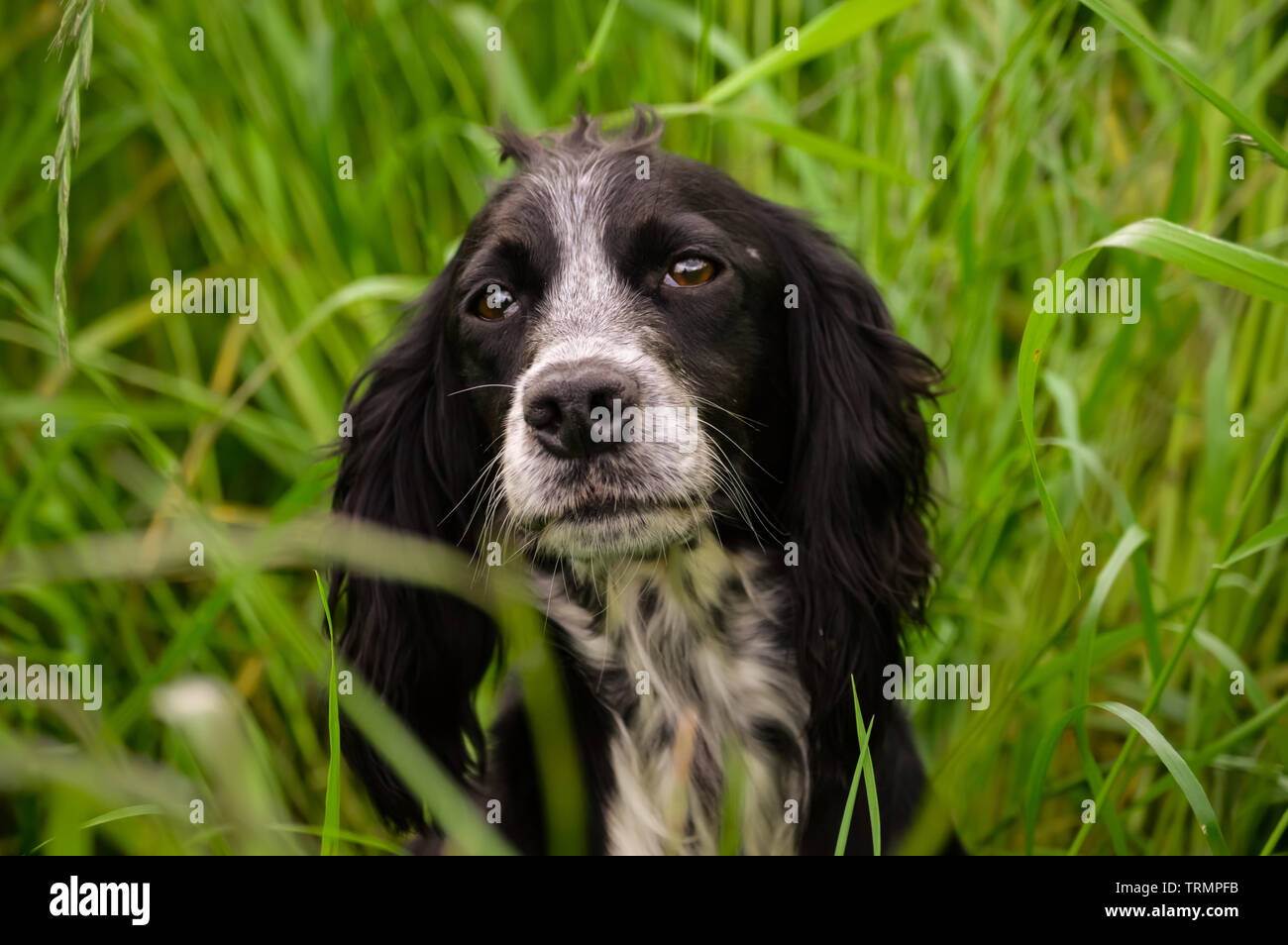 Blue roan oder Schwarzen und Weißen arbeiten cocker Hund an seinen Besitzer durch langes Gras in einem Feld in England Stockfoto