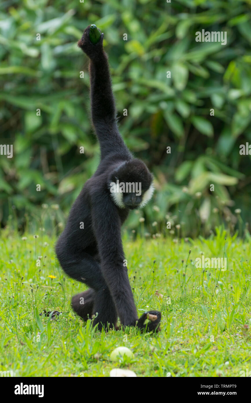 Männliche nördlichen Weiß - cheecked Gibbon im Zoo. Stockfoto