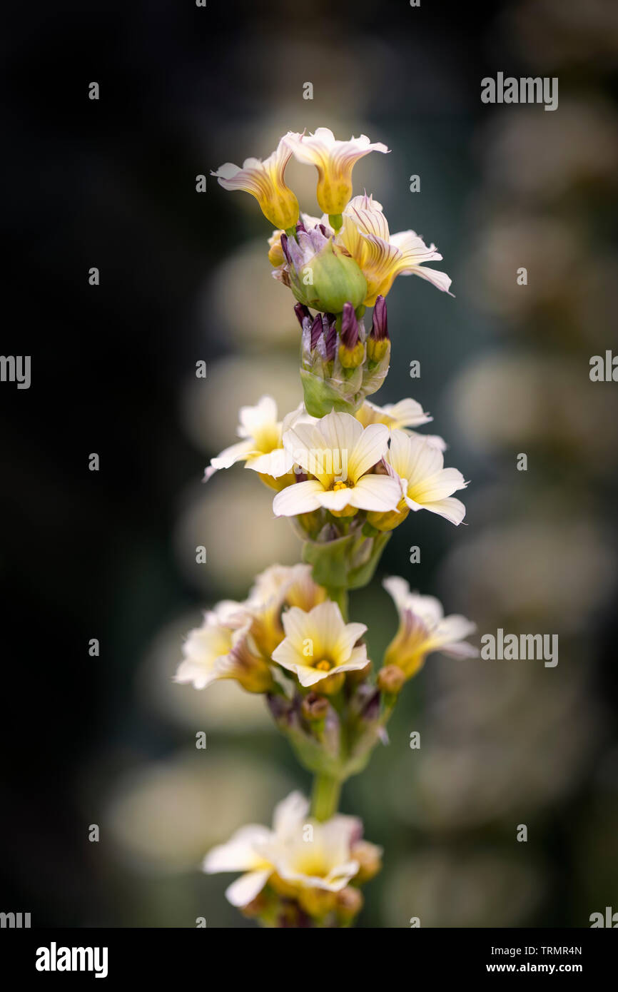 Nahaufnahme von Sisyrinchium striatum 'Tante May', die in einem englischen Garten blüht Stockfoto