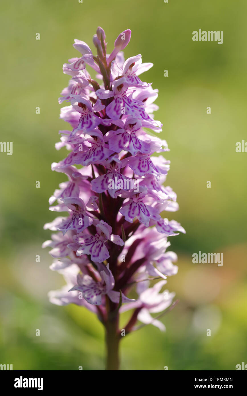 Gemeinsame getupft Orchidee in Blume auf Wolstonbury Hill, West Sussex (UK) Stockfoto