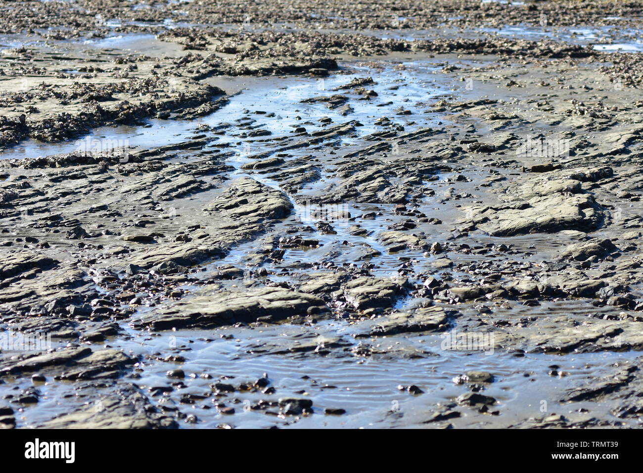 Flache Küsten felsigen Böden mit feinen Schlamm und Austernschalen bei Ebbe Zeitraum ausgesetzt. Stockfoto