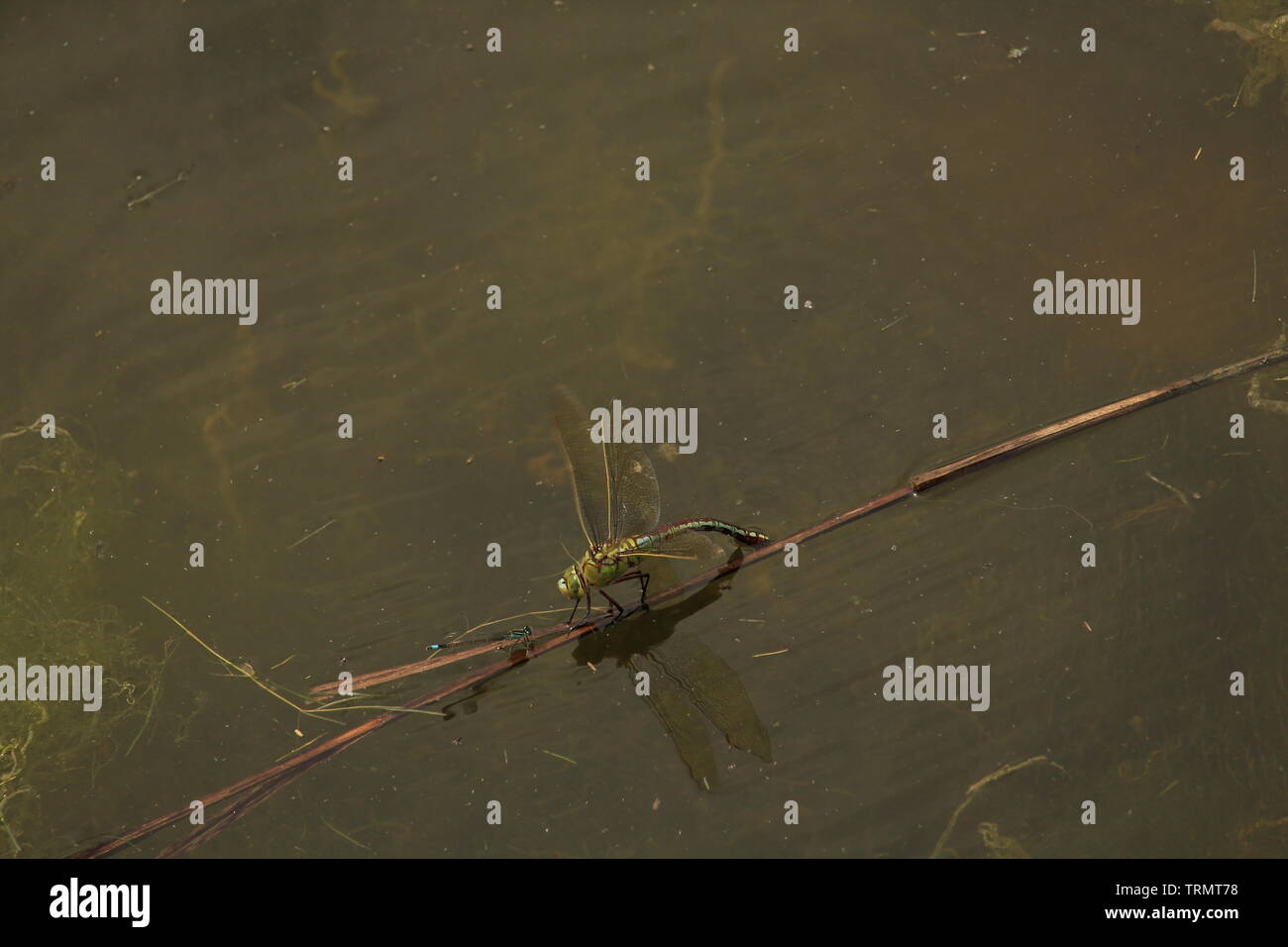 Natürliche Welt - Momente in die Geburt Pool - eine atemberaubende Weibliche Blue Emperor Dragonfly/Anax imperator Eier in das Wasser. Essex, Großbritannien. Stockfoto