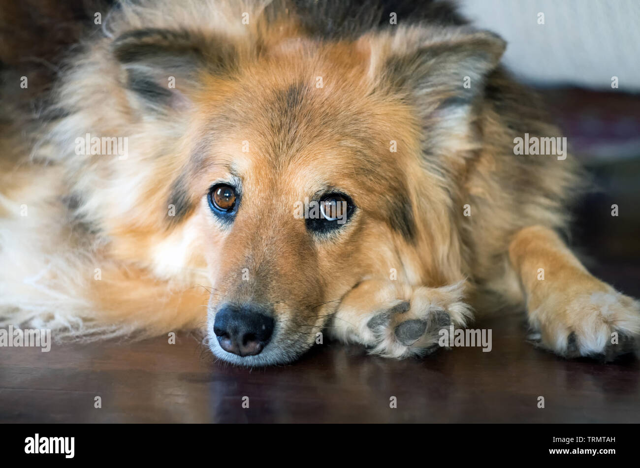 Ein Sheltie, oder gemischte Rasse Neufundländer Hund ruht das Kinn auf den Haushalt. Konzentrieren Sie sich auf die Augen. Stockfoto