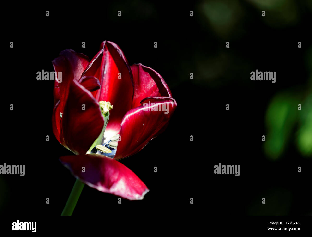 Dunkle rote Tulpen blühen im Schatten Stockfoto