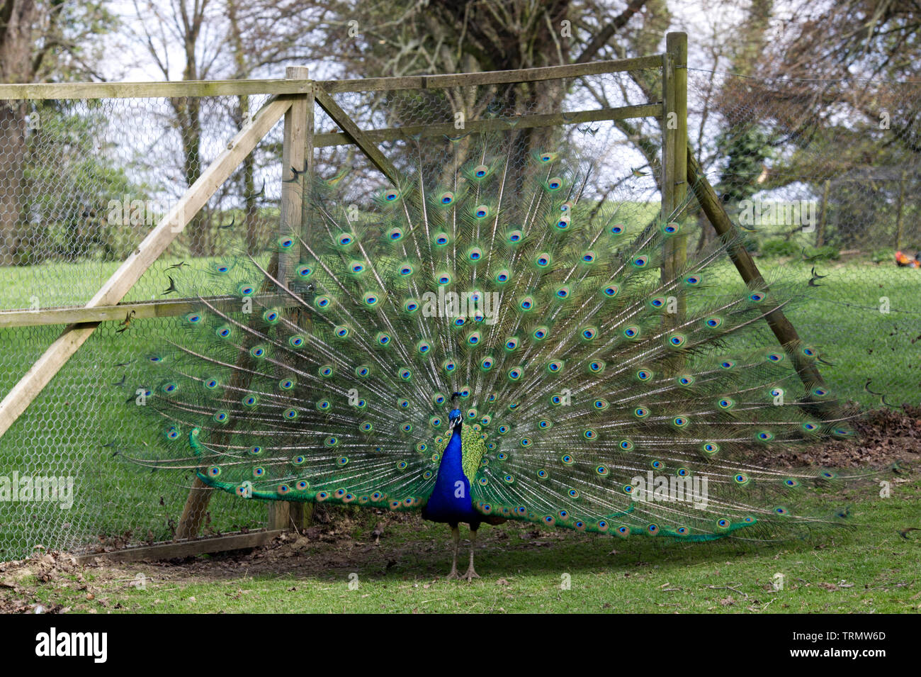 Peacock fanning seine Federn Stockfoto
