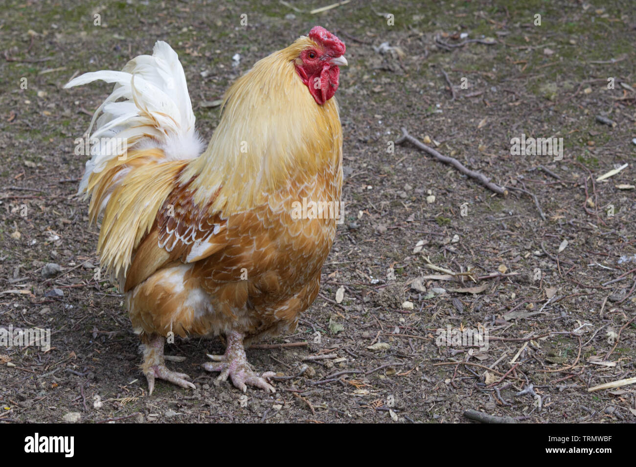 Tan farbigen Huhn mit weißen Schwanzfedern Stockfoto