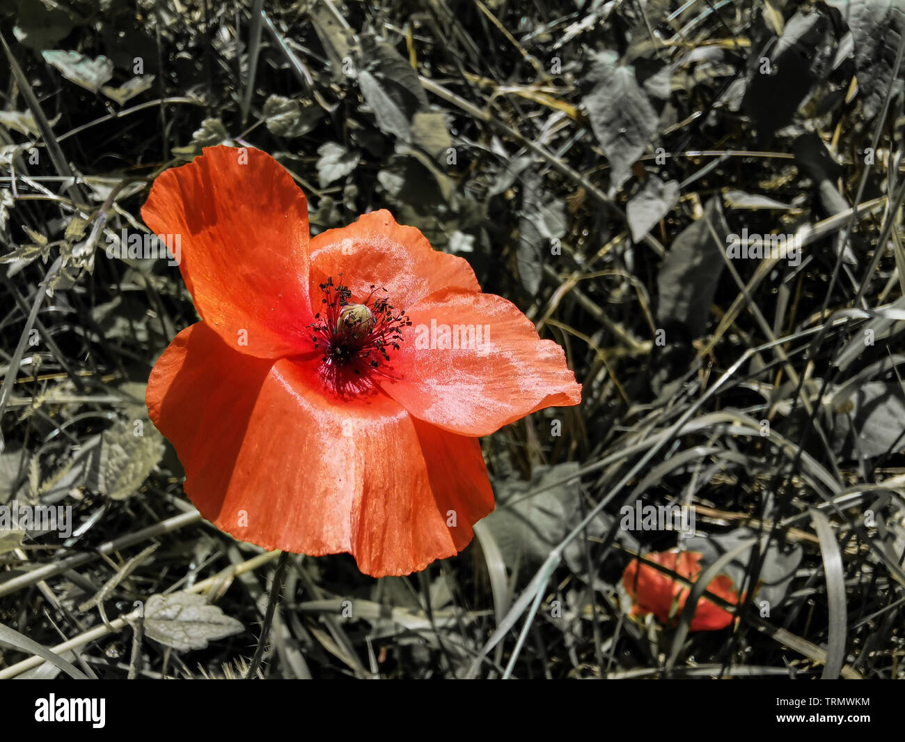 Roter Mohn mit unscharfen Wiese Hintergrund Stockfoto