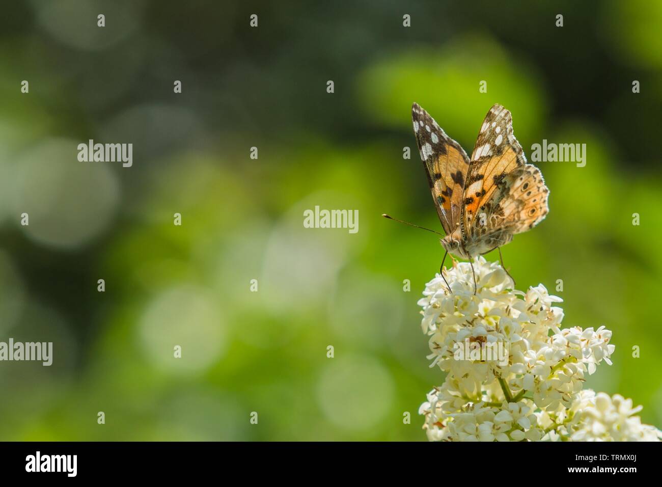 Bunte Painted Lady butterfly sitzen auf weiße Blüte des gemeinsamen Liguster in einem Garten an einem heißen sonnigen Frühling wächst. Grüne verschwommenen Hintergrund. Stockfoto