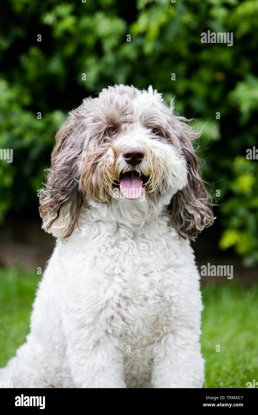 Das Porträt eines braunen und weißen Labradoodle außerhalb stehend mit einem schönen grünen Hintergrund. Stockfoto