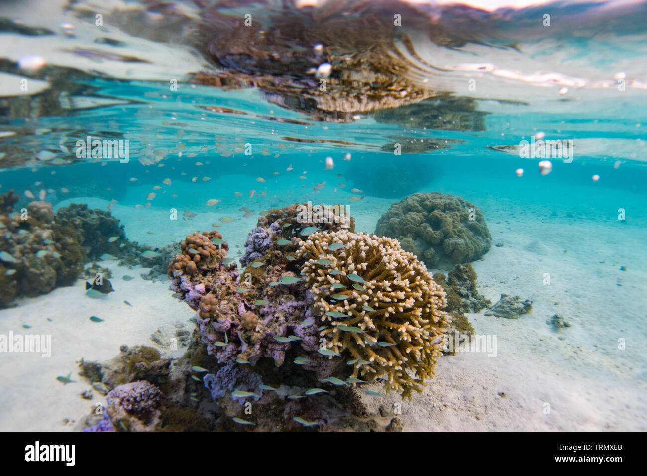 Riffbarsche, während Touristen sind Schnorcheln in die Lagune von Taha'a Island, Gesellschaft Islands, Französisch-Polynesien Stockfoto