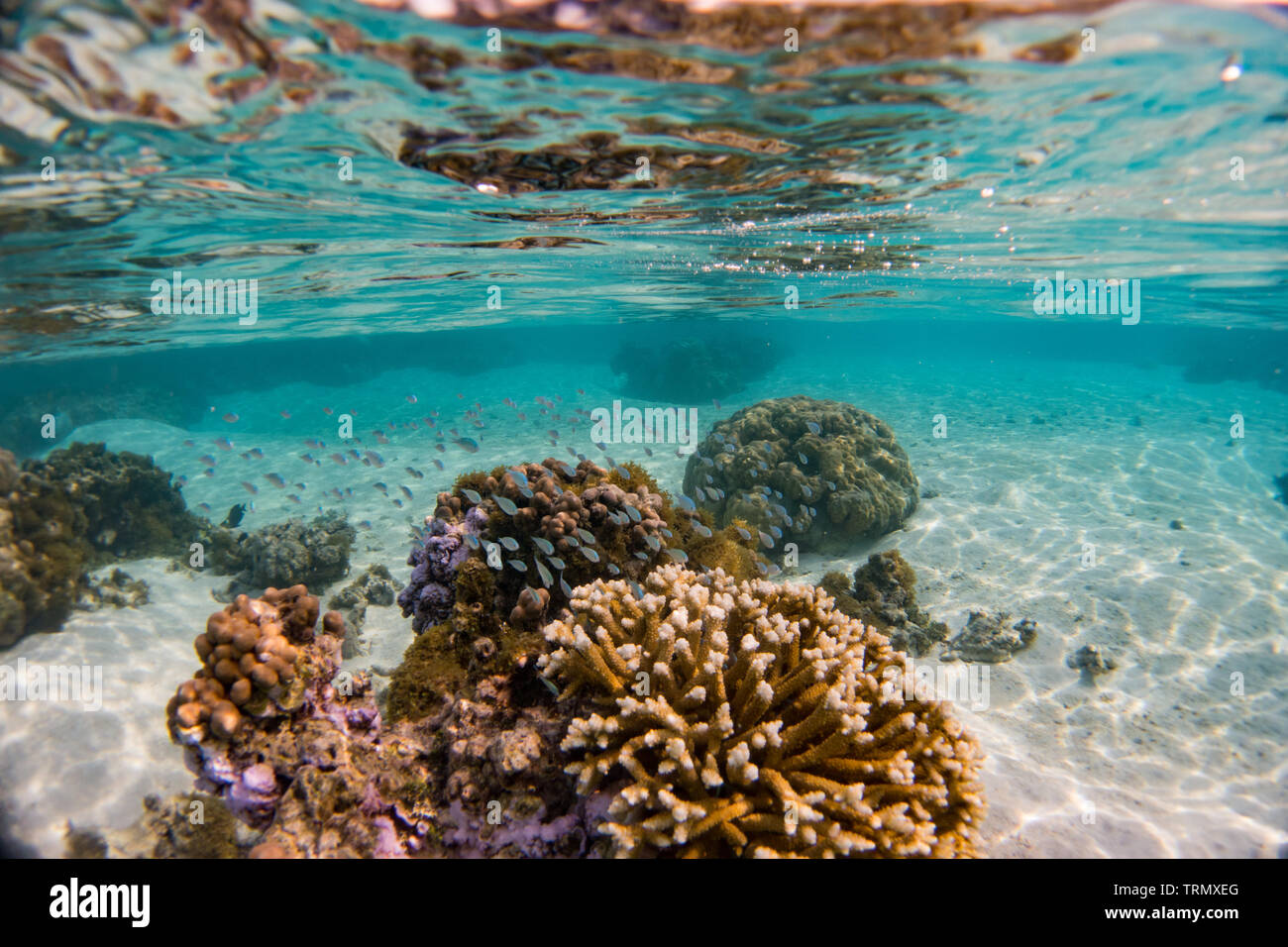 Riffbarsche, während Touristen sind Schnorcheln in die Lagune von Taha'a Island, Gesellschaft Islands, Französisch-Polynesien Stockfoto
