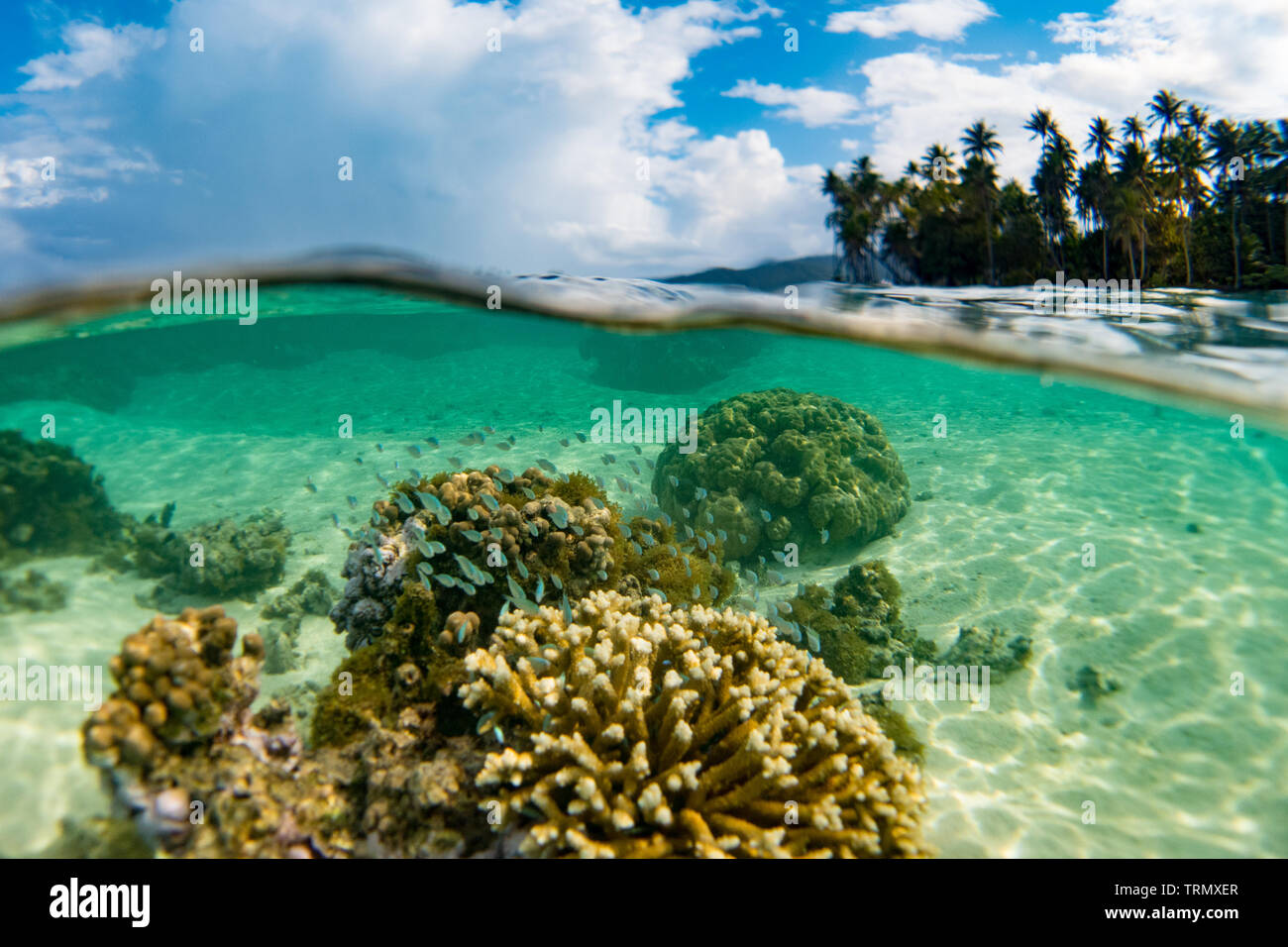 Riffbarsche, während Touristen sind Schnorcheln in die Lagune von Taha'a Island, Gesellschaft Islands, Französisch-Polynesien Stockfoto