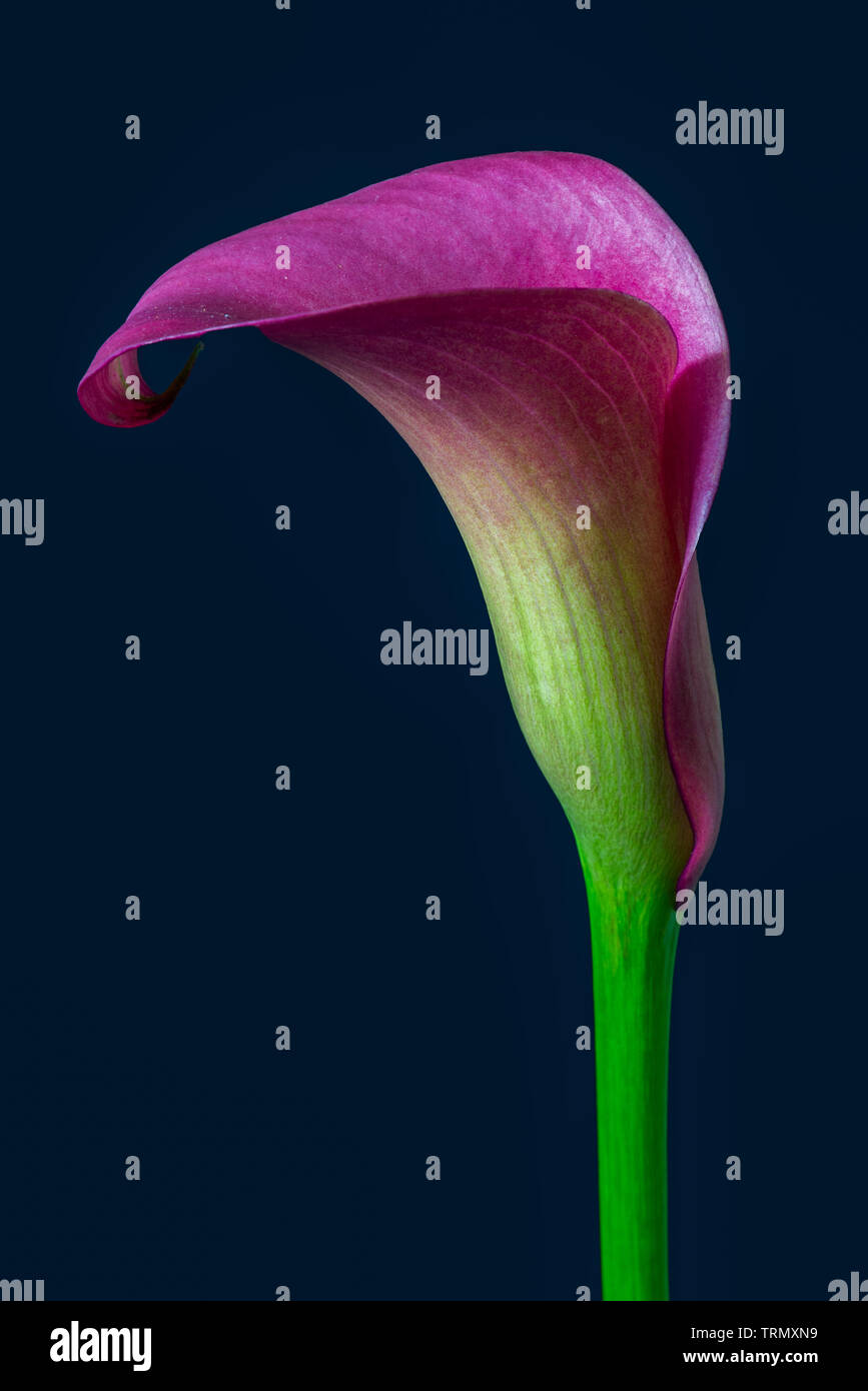 Isolierte violett grün Calla Blume, blauer Hintergrund, bildende Kunst  Stillleben Farbe Makro, einzelne detaillierte texturierte Bloom, vintage  Stil Stockfotografie - Alamy