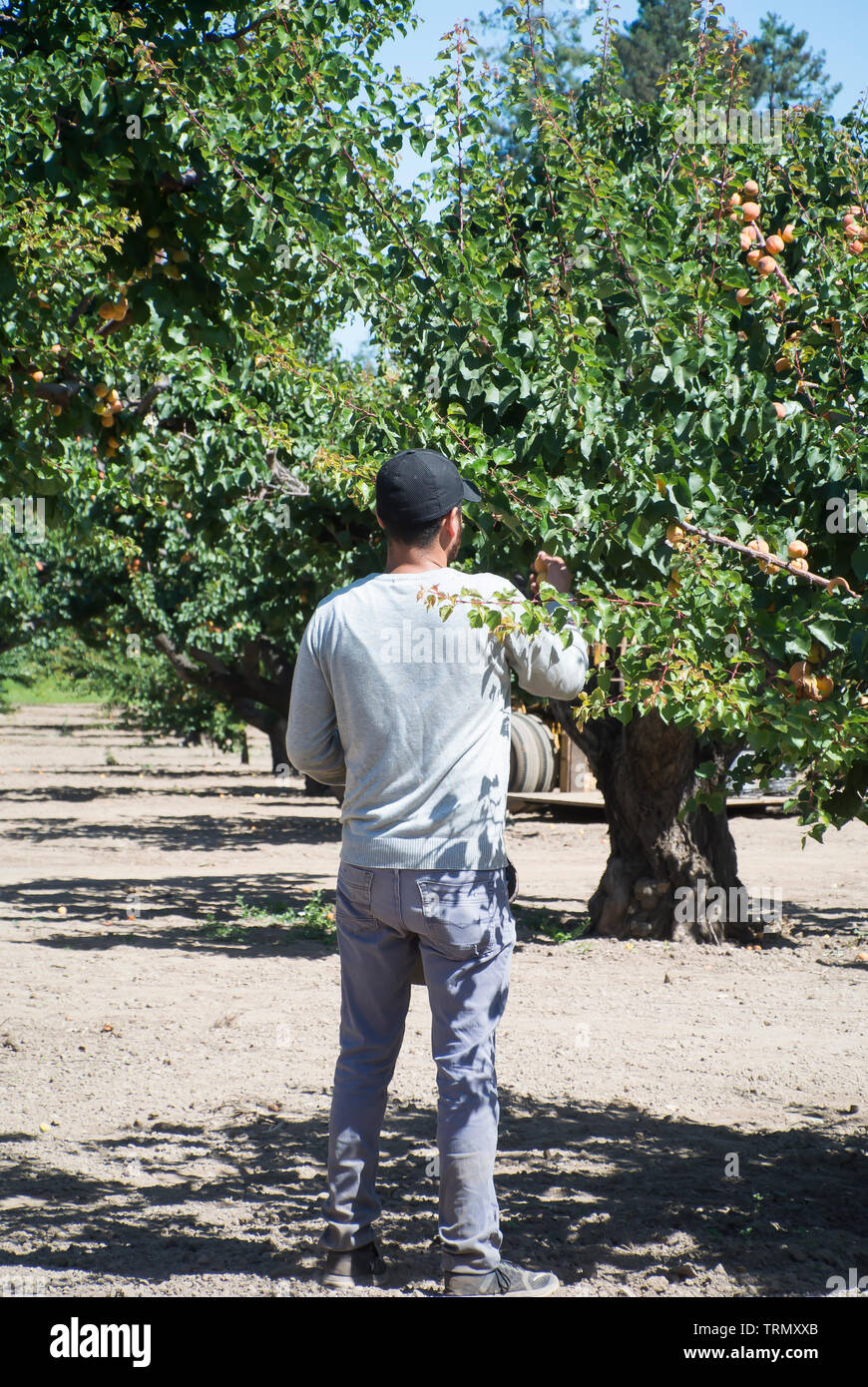 Saisonarbeiter, die Aprikosen in Obstgärten erntet Stockfoto