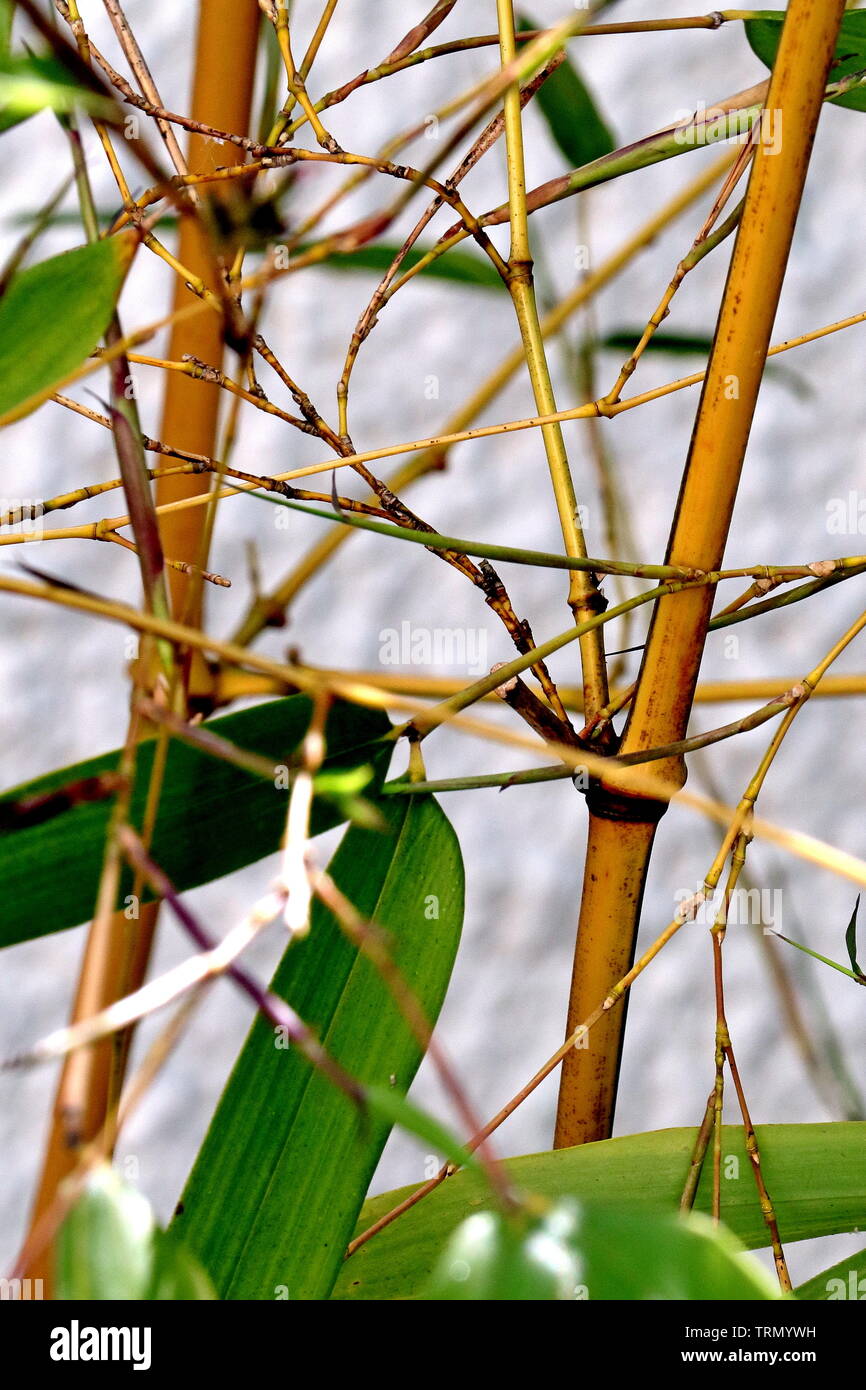 Bambus, Gelb Bambus (Phyllostachys aureocaulis) für seine faszinierende gelbe Farbe festgestellt. Wächst auf ca. 2-3 m, es sieht gut aus in einem patio Container. Stockfoto