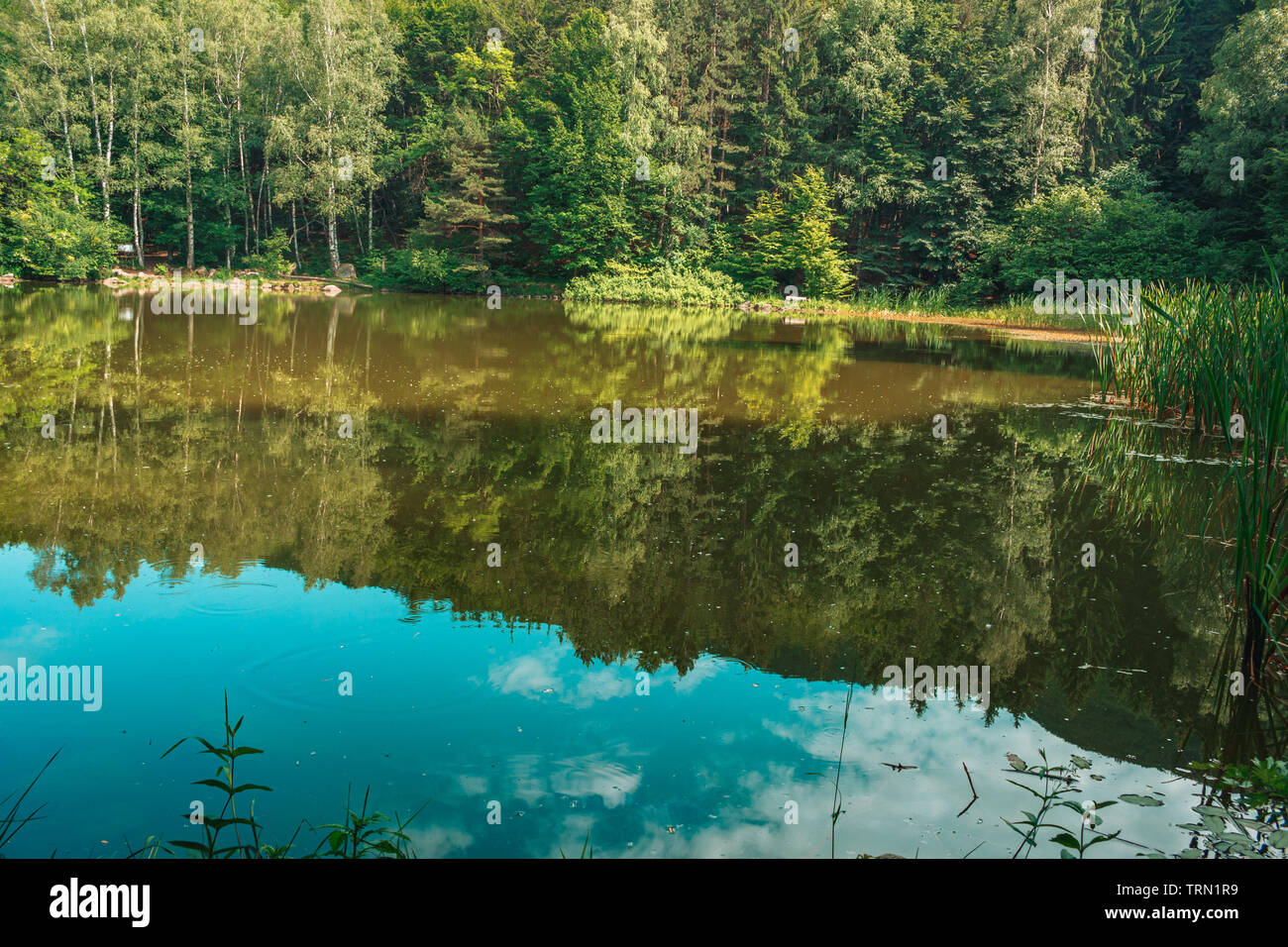 Vitosha Mountain Forest in Bulgarien Stockfoto