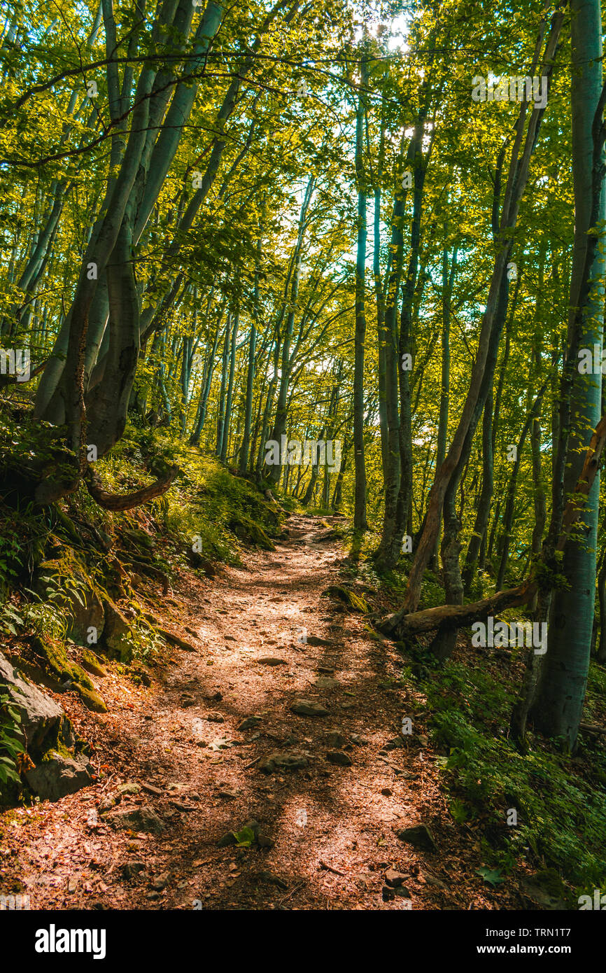 Vitosha Mountain Forest in Bulgarien Stockfoto
