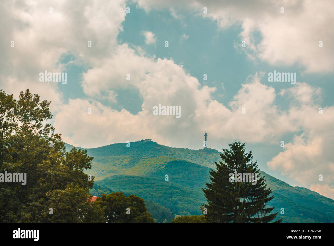 Vitosha Mountain Forest in Bulgarien Stockfoto