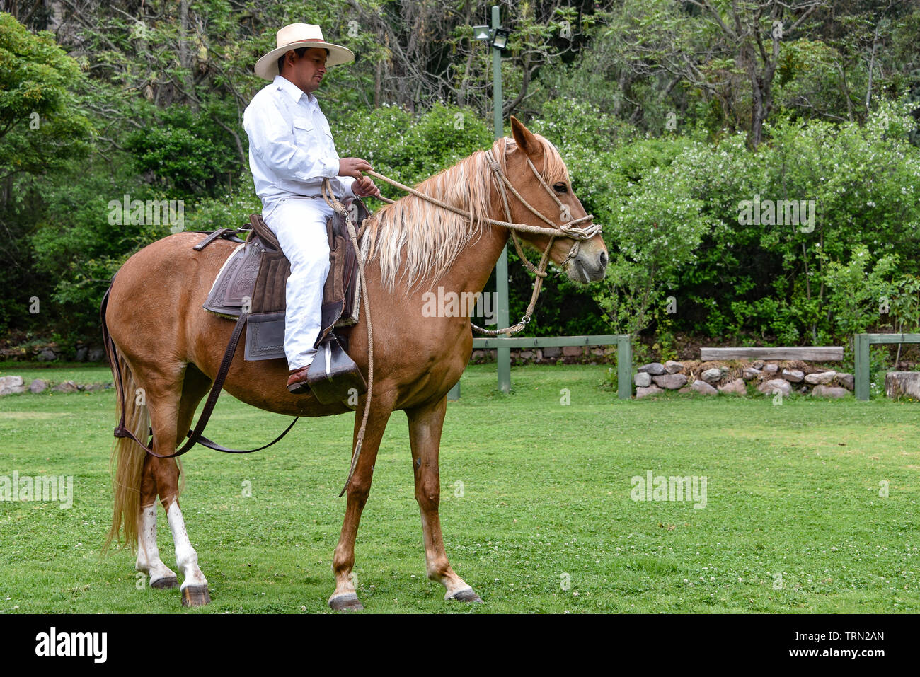 Hacienda Huayoccari, Cusco, Peru - 13.Oktober 2018: Peruanische Paso Pferd Demonstration Stockfoto