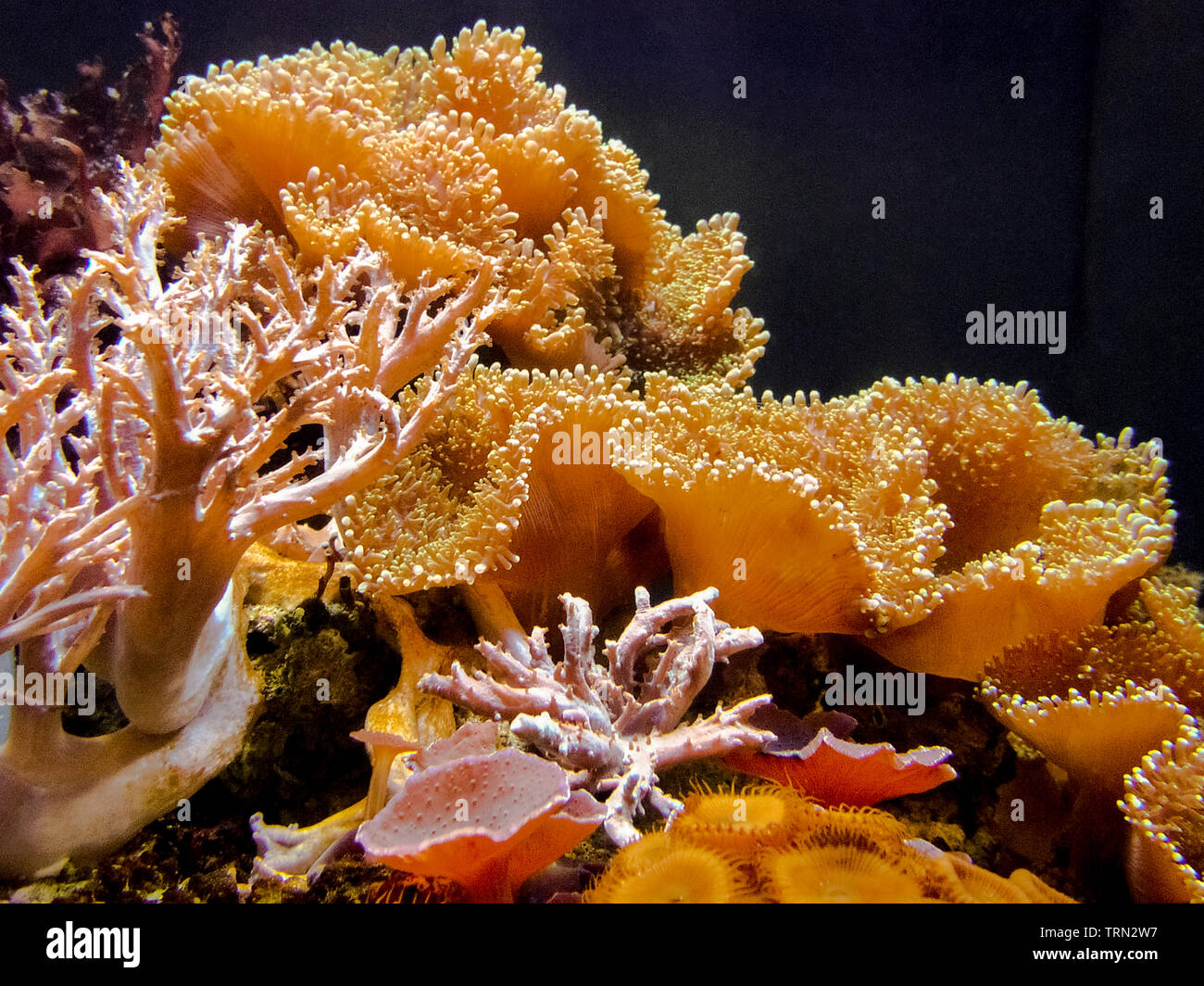 Korallen leben unter Wasser kann leicht durch das Glas Seiten eines Aquariums an der Mote Marine Laboratory, eine beliebte Touristenattraktion in Sarasota, Florida, USA gesehen werden. Korallen sind soft-bodied Organismen, genannt Polypen, die seit vielen Jahren auf ein Skelett von harten, schützenden Kalkstein wachsen Korallenriffe, viele Arten von Meereslebewesen zu bilden. Diese wirbellose Tiere sind oft in flachen tropischen Gewässern, wo Sonnenlicht Algen photosynthesizes gefunden durch die Polypen gehostet und liefert Nährstoffe zu den Korallen. Die globale Erwärmung und Umweltverschmutzung sind ständige Bedrohung der Korallenriffe rund um die Welt. Stockfoto