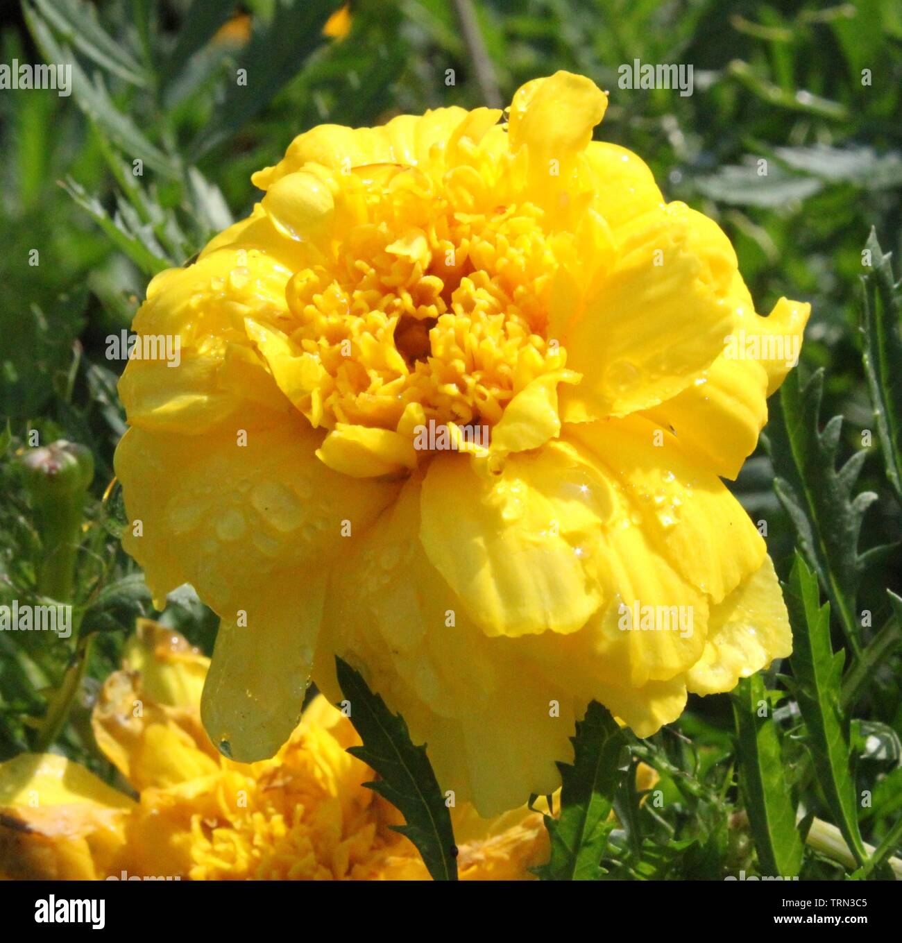 Eine gelbe Aztec Ringelblume mit Wassertropfen vor Gras. Stockfoto