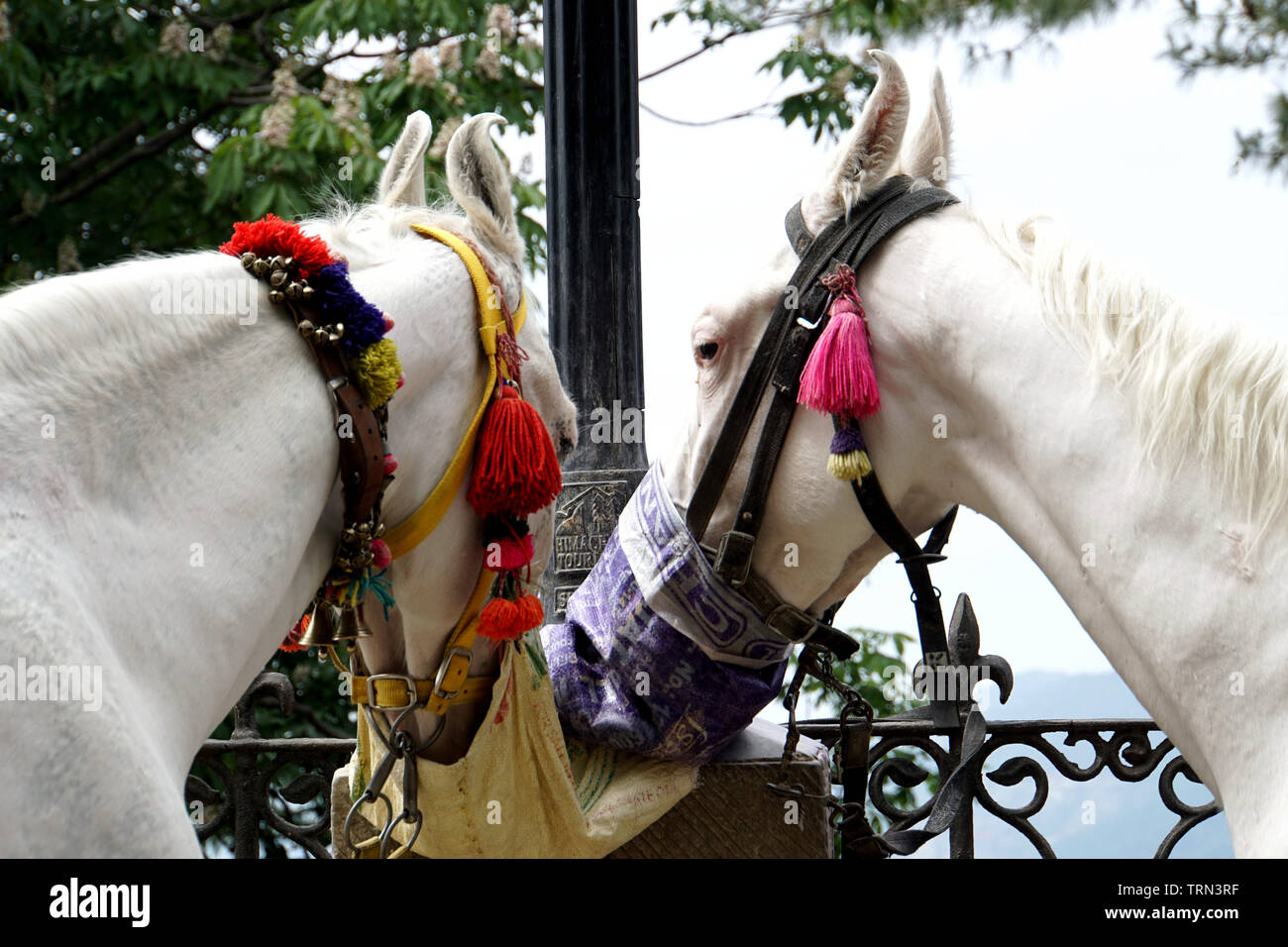 Nahaufnahme von zwei weißen Marwari Pferde auf eine Mittagspause. Stockfoto