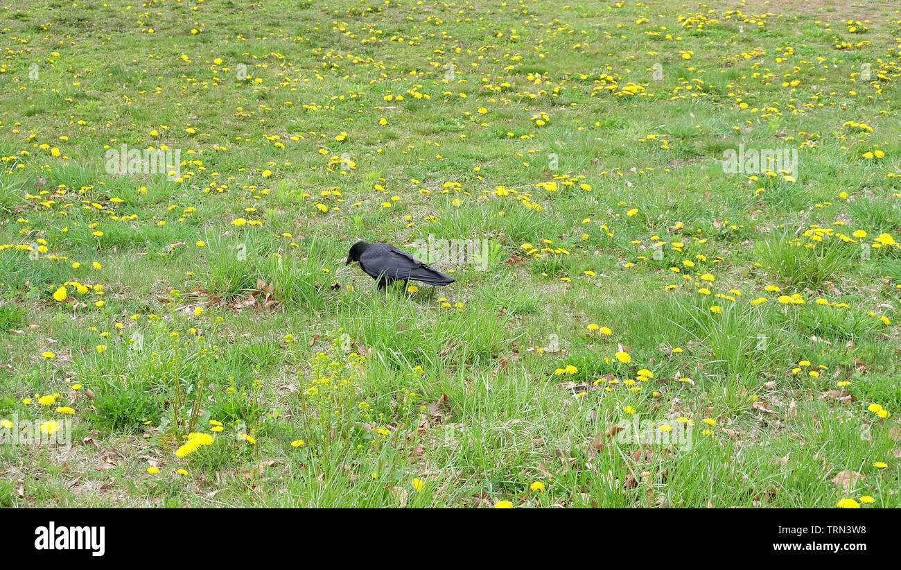 Eine schwarze Krähe auf der Suche nach Nahrung in der Mitte ein Feld voll mit gelben Löwenzahn. Stockfoto