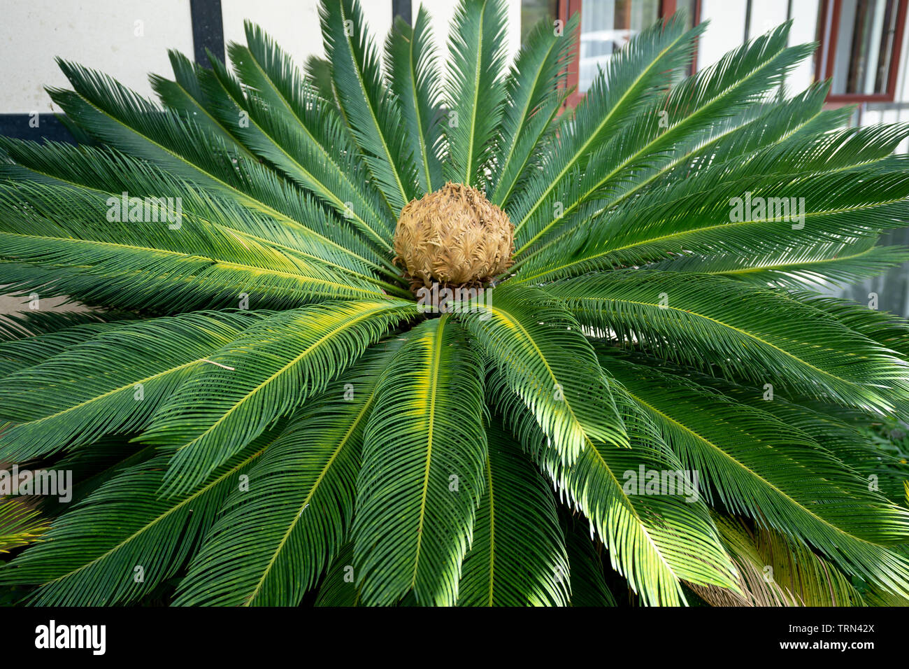 Detailansicht von Sagomark Palm (Cycas Revoluta), auch bekannt als König sago Palm, Glänzend dunkelgrünes Laub umgeben Stockfoto