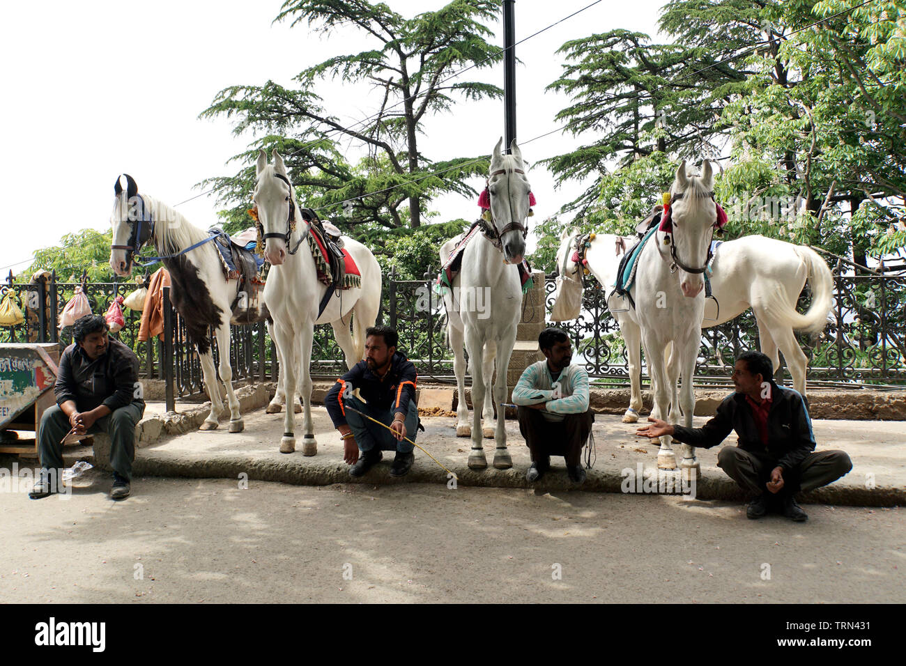 Reihe von marwari Pferde und ihre Hundeführer warten auf Touristen, die Sie für eine Fahrt nehmen können Stockfoto