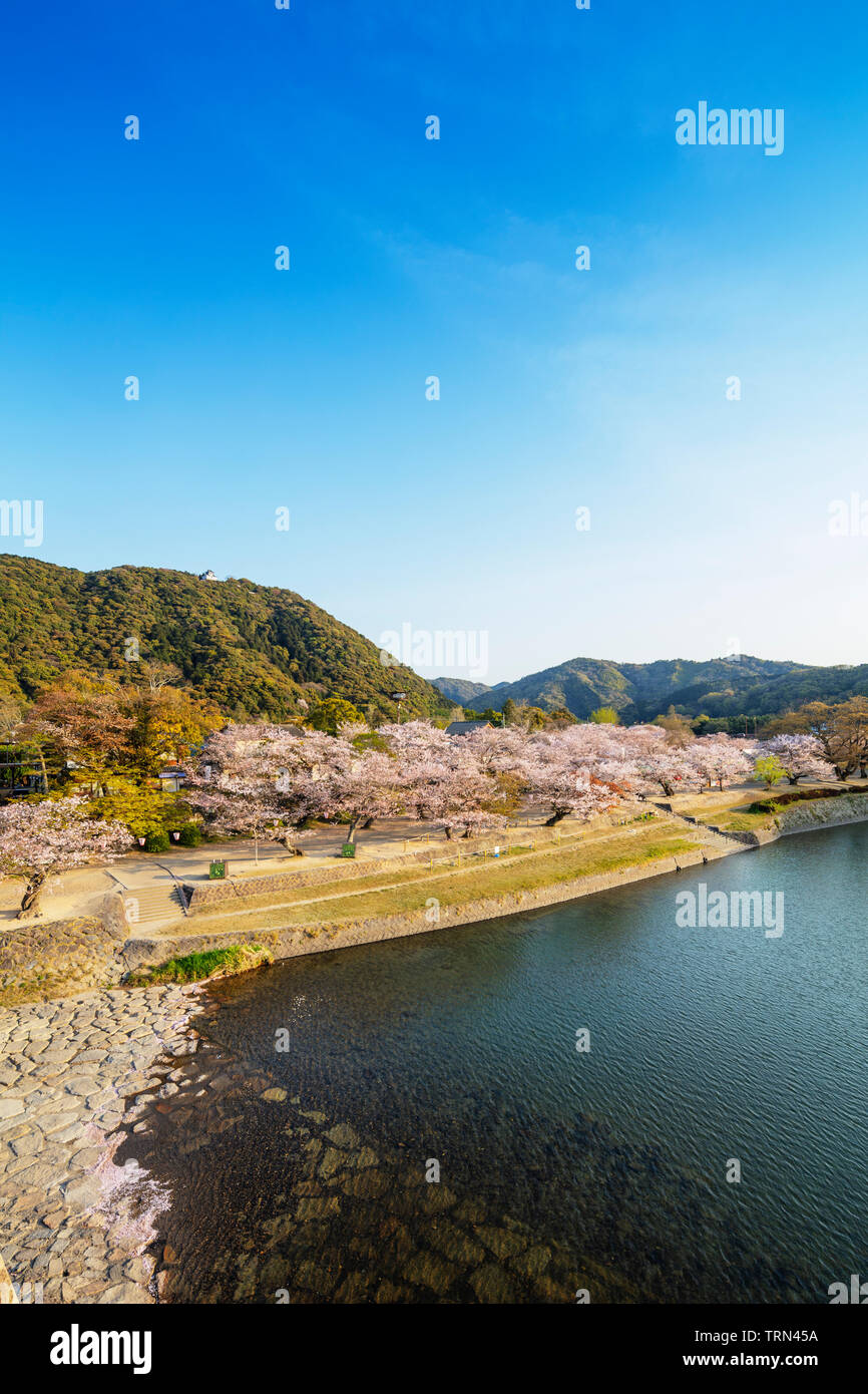 Asien, Japan, Honshu, Präfektur Yamaguchi, Iwakuni, Kirschblüte auf Burg Iwakuni Stockfoto