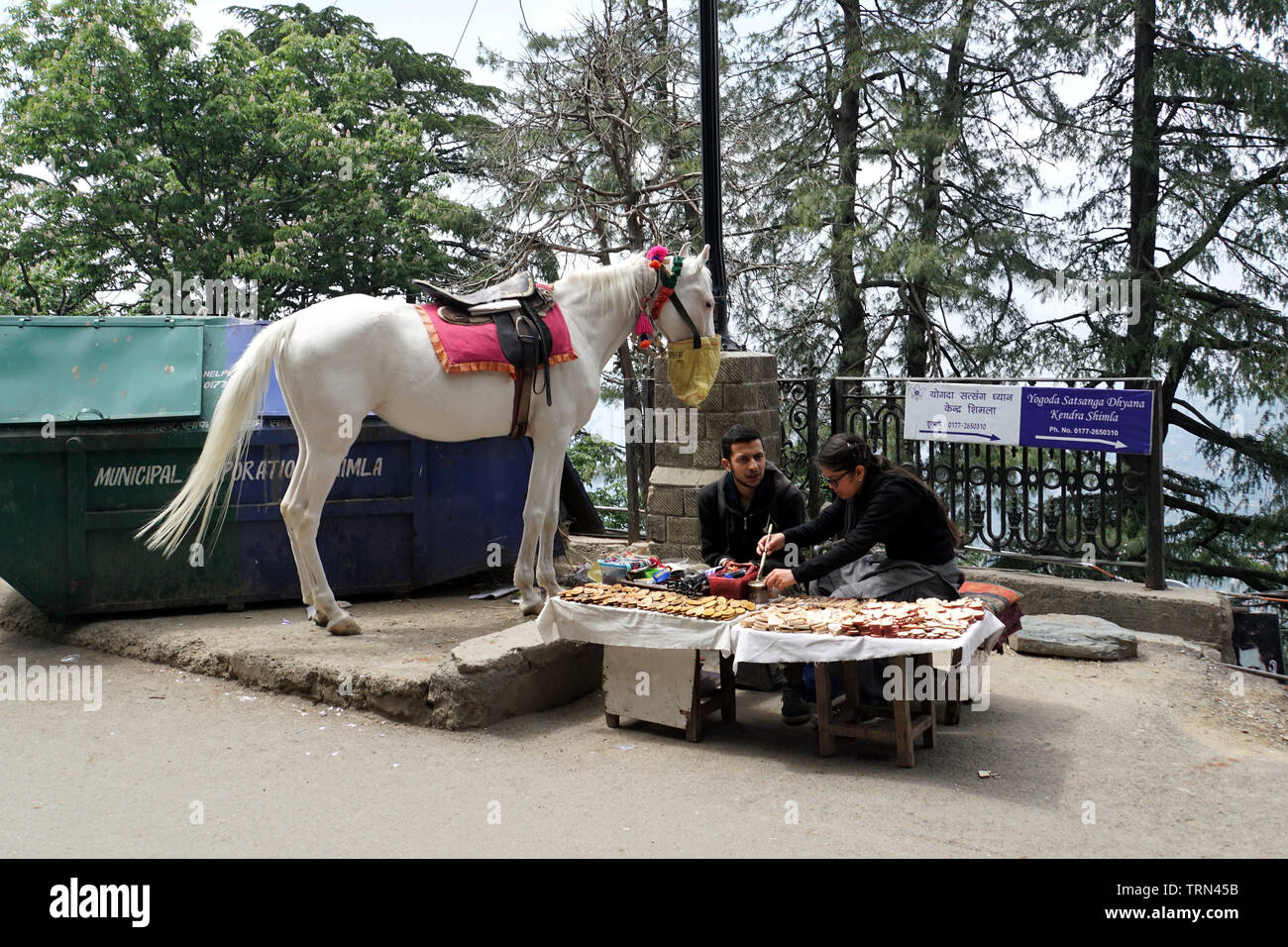 Marwari Pferd gesattelt, mit seinem Kopf in eine Nase Tasche und neben zwei Sitzen Andenkenverkäufer Stockfoto