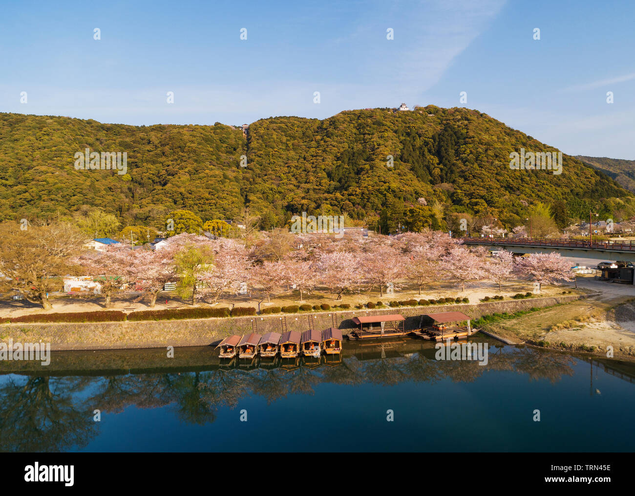 Asien, Japan, Honshu, Präfektur Yamaguchi, Iwakuni, Kirschblüte auf Burg Iwakuni Stockfoto