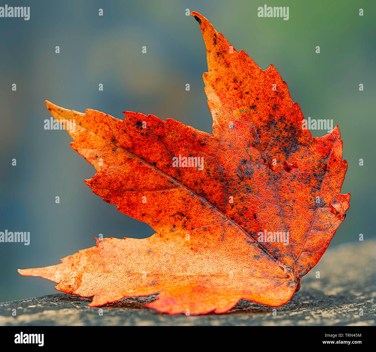 Eine einzelne Rote/orange Herbst Sugar maple leaf auf dem Boden an Huckleberry Sumpf Stockfoto