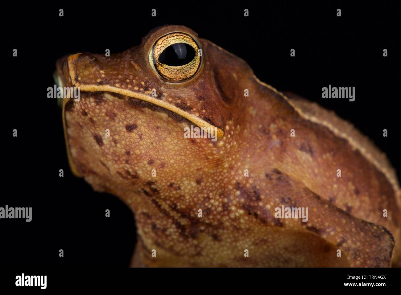 Guyana shield Blatt Kröte (Rhinella lescurei) Männlich Stockfoto