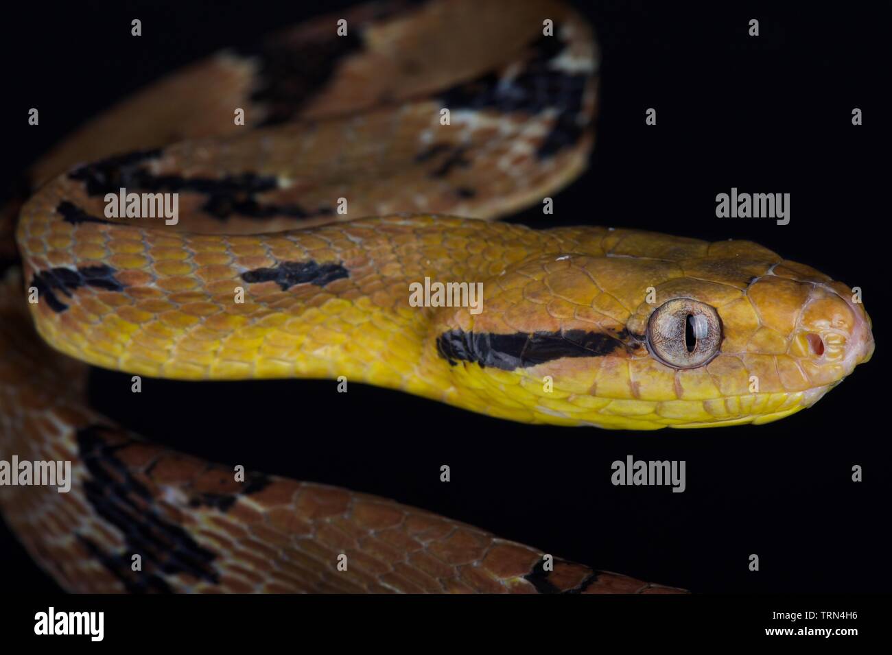 Hund Zahnriemen catsnake (Boiga cynodon) Stockfoto